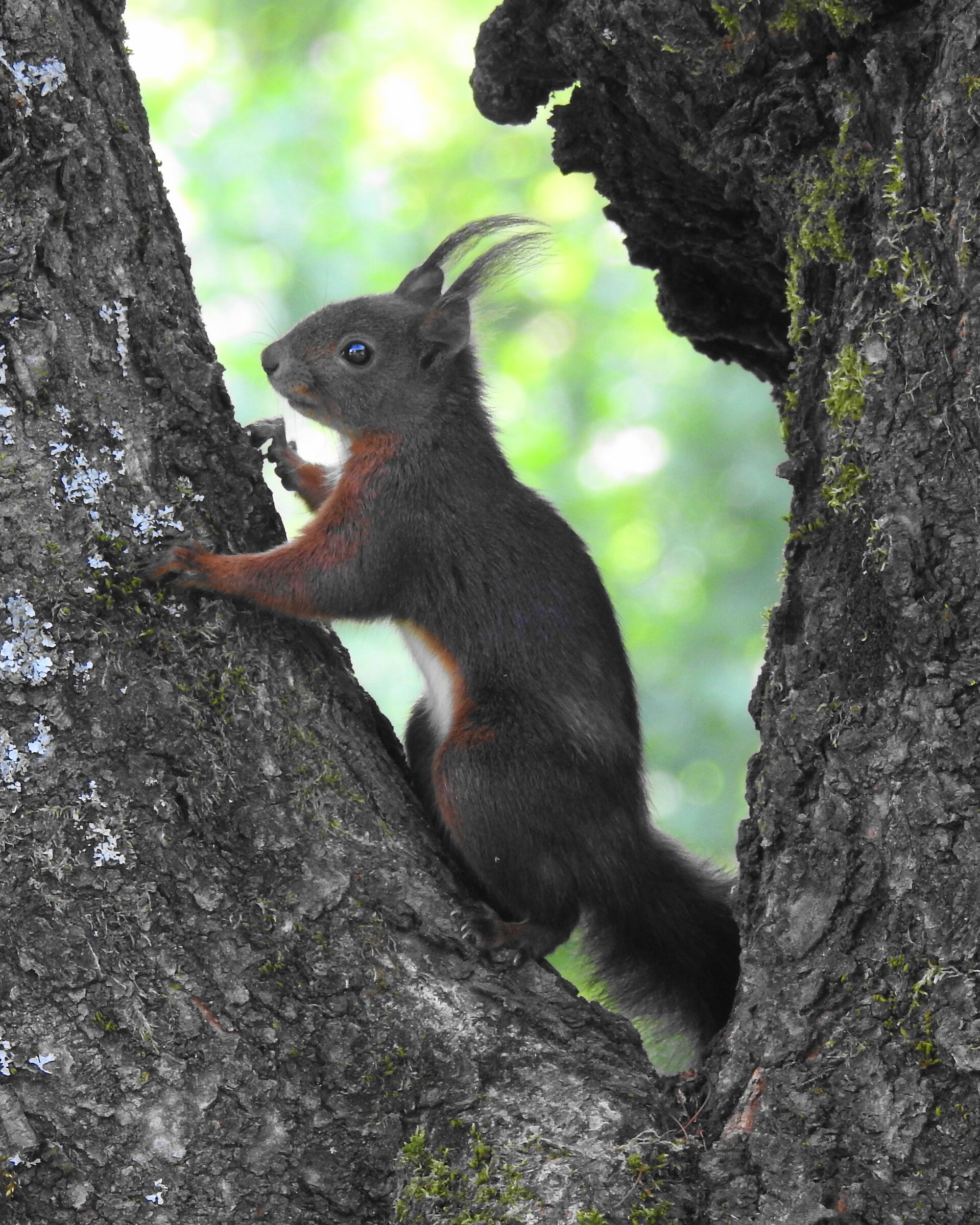 scoiattolo sul ciliegio