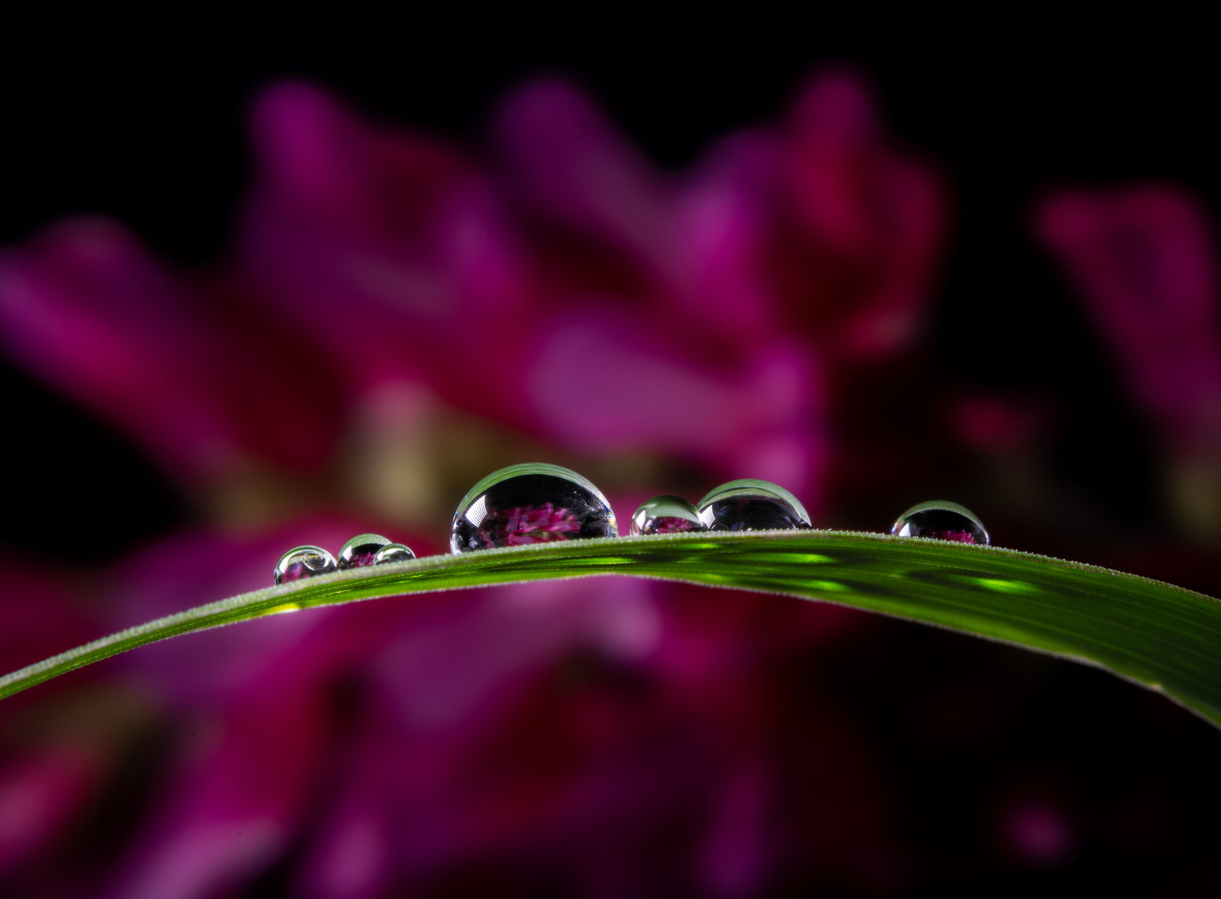 Water Drop