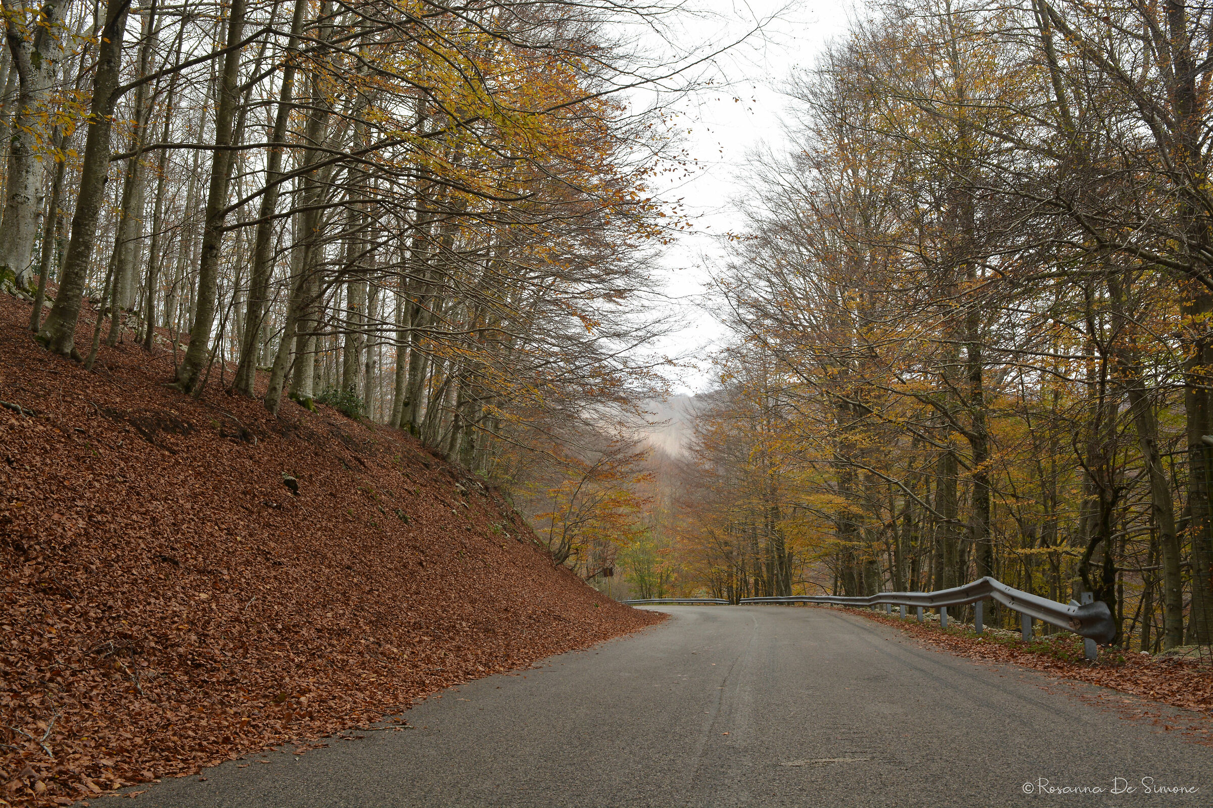 Autumn Road