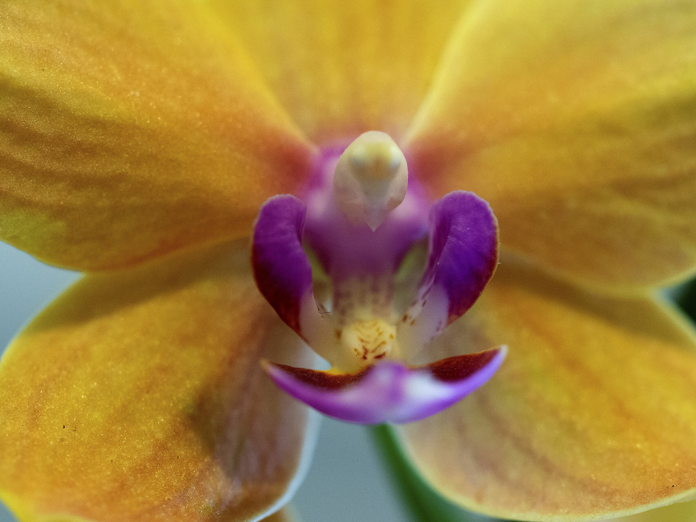 An Orchid Heart