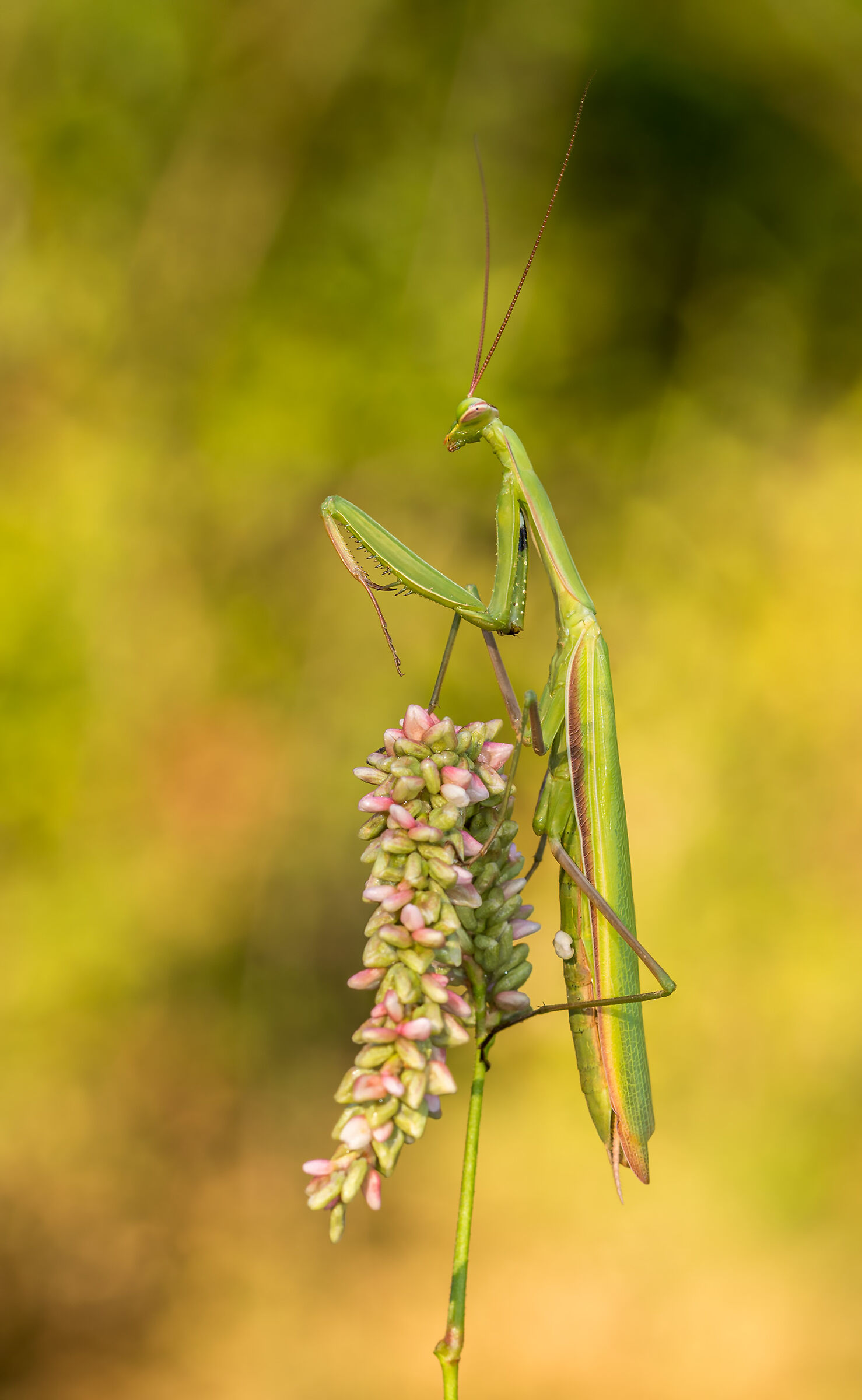 Religious mantis