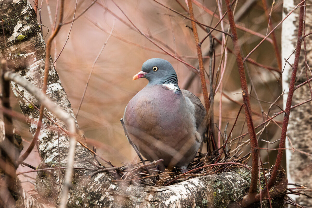 Dove to the nest among the branches of Birch ...