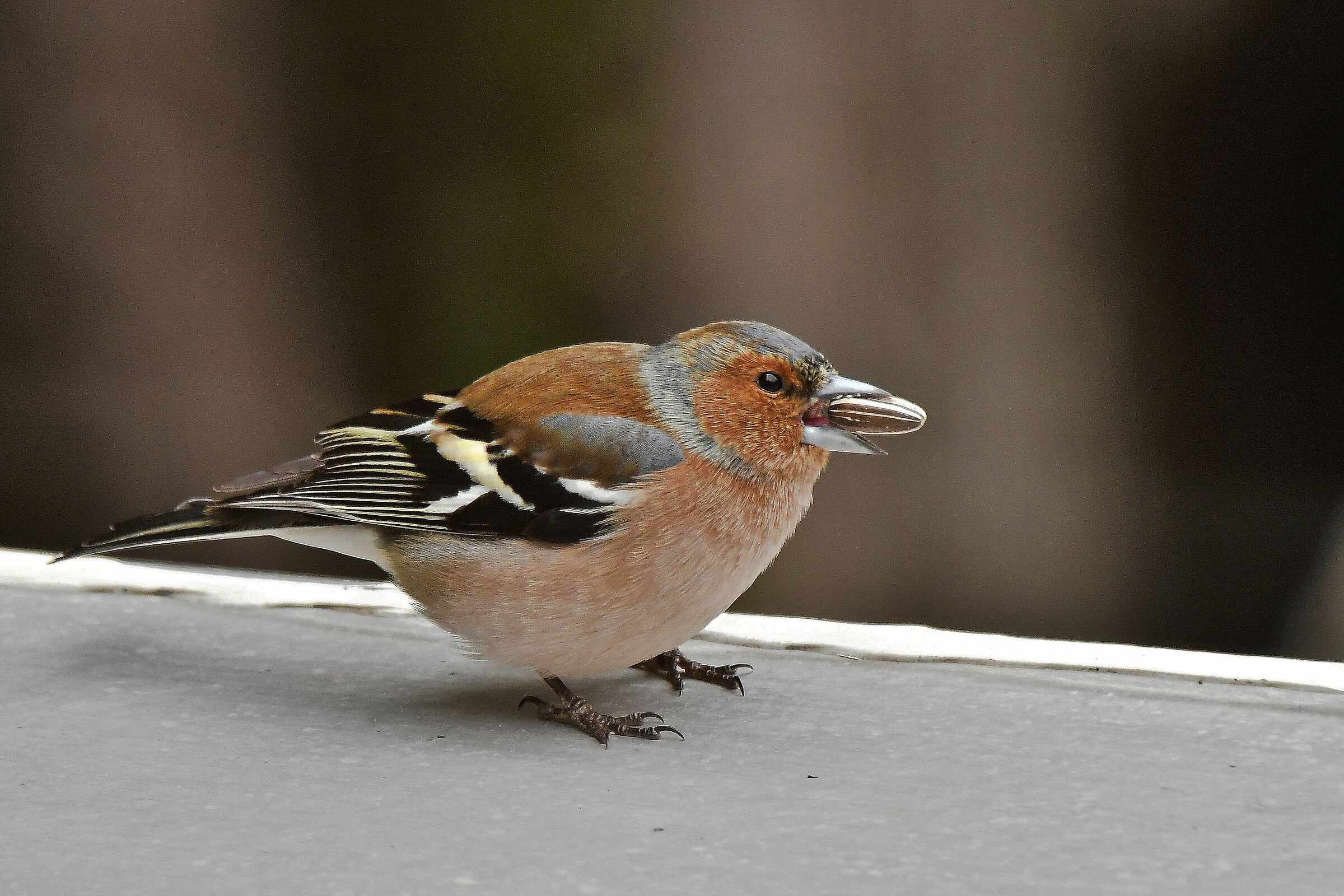 I swear this is the last one!