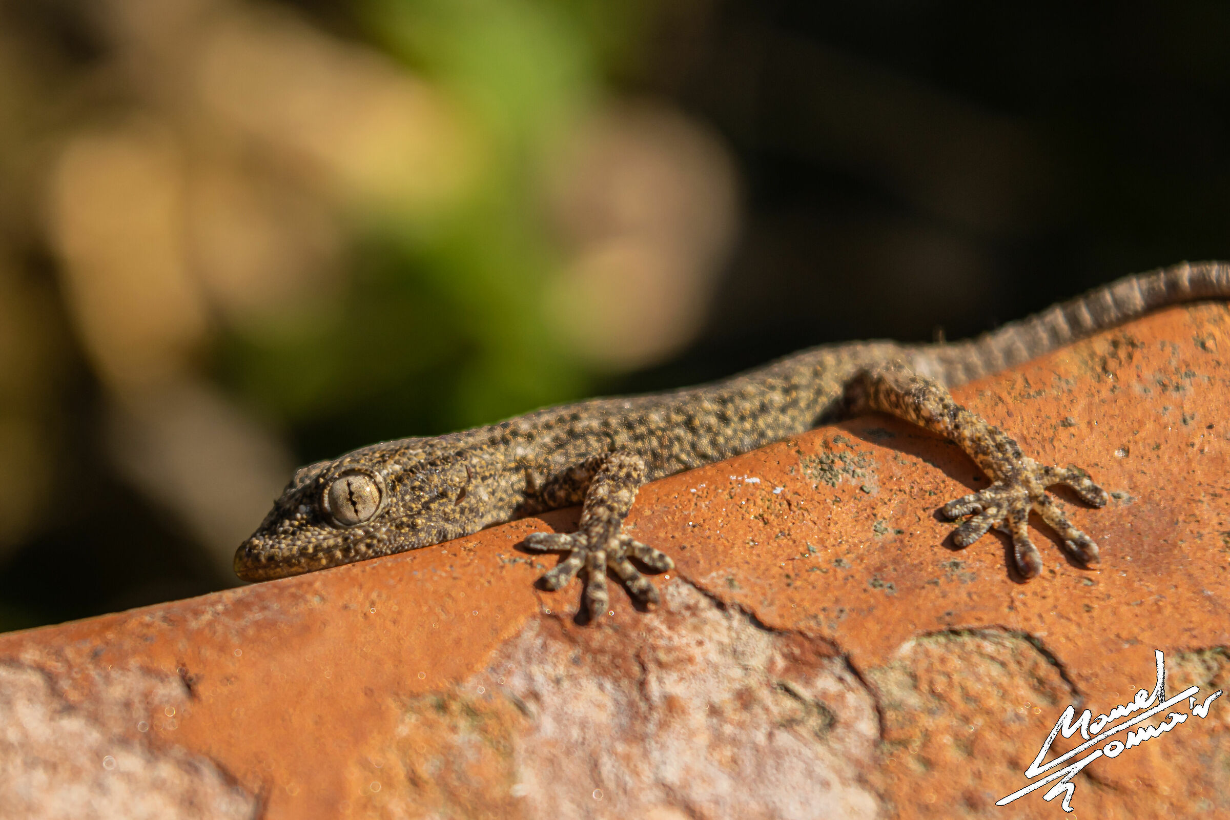 Small of Mauritanian Tarentola
