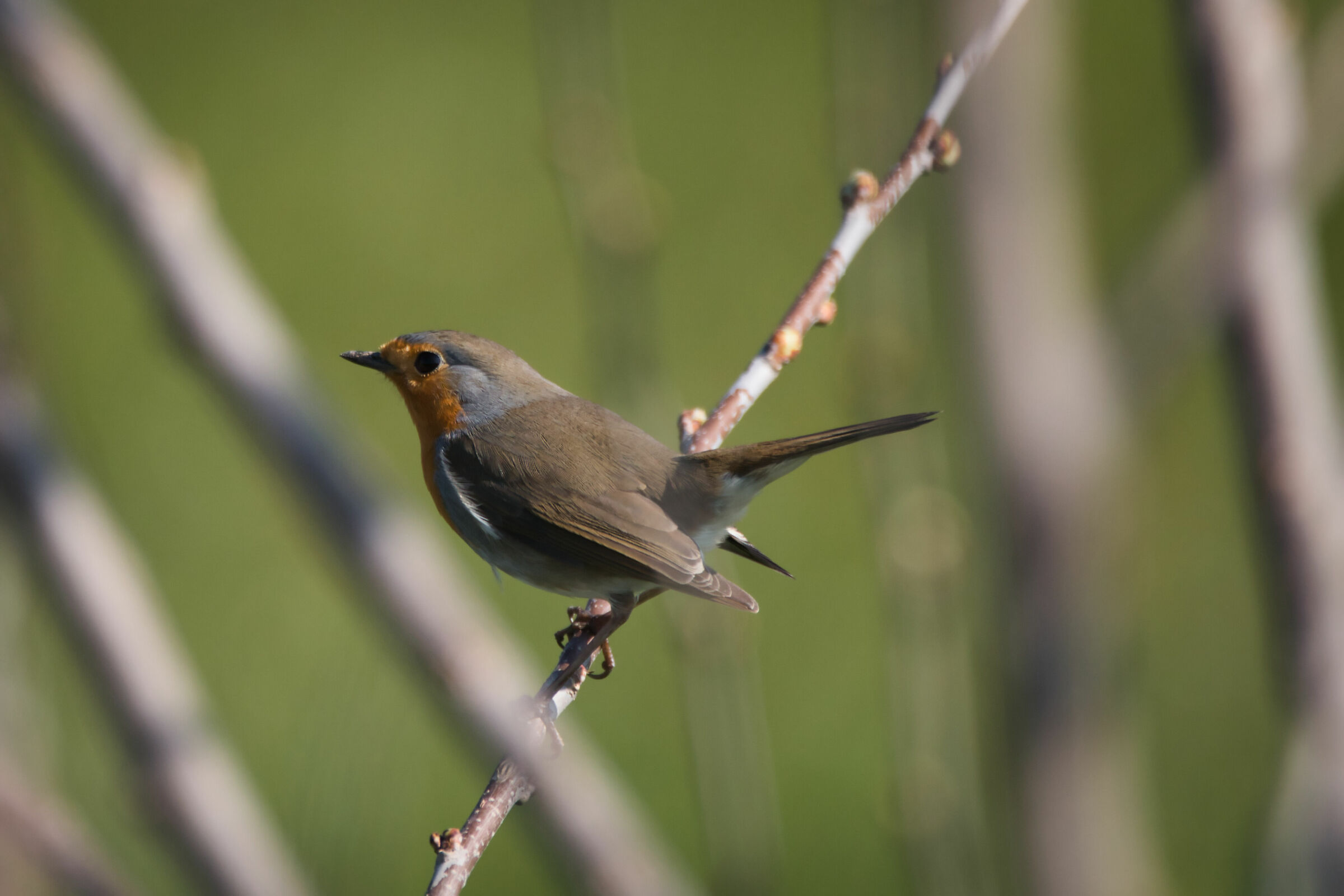Pettirosso (Erithacus rubecula)