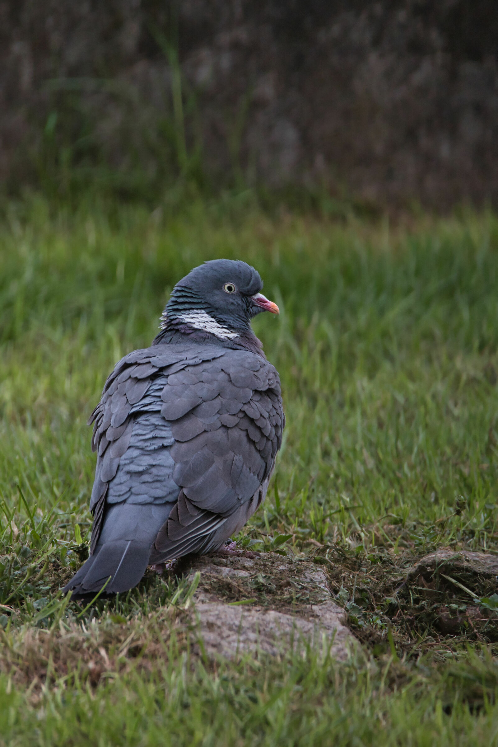 Colombaccio (Columba palumbus)