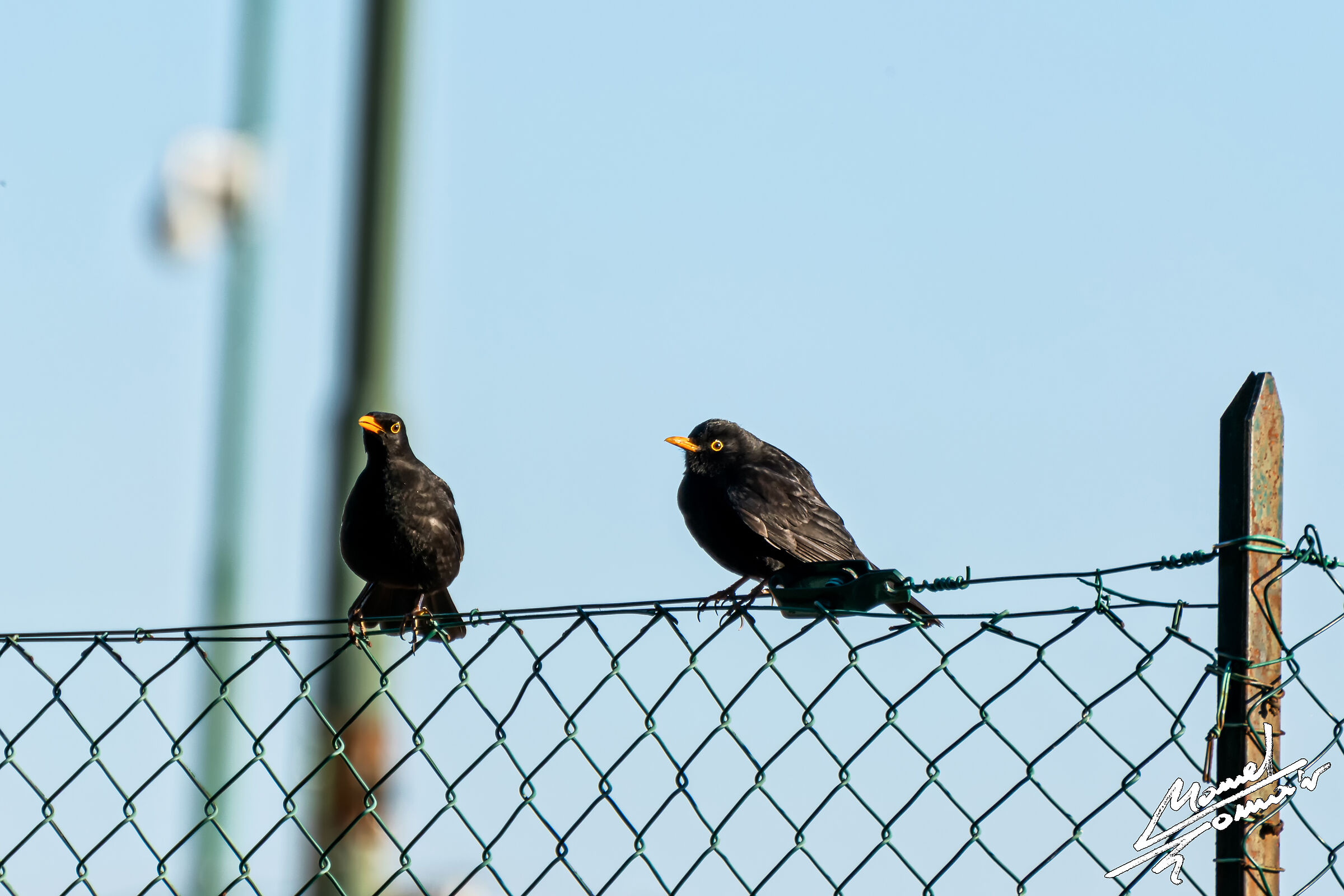 Merli in chiacchiera