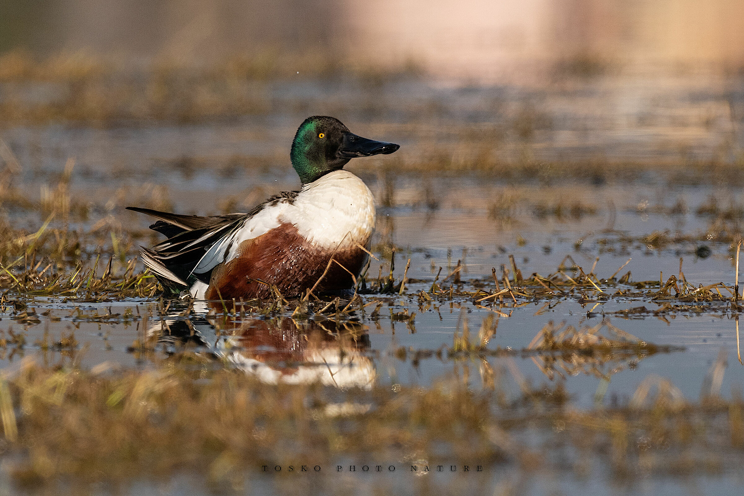 Mestolone maschio (Anas clypeata)