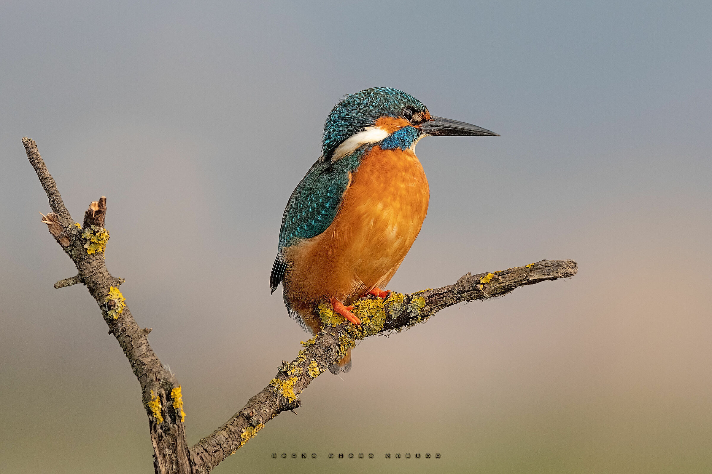 Martin pescatore maschio (Alcedo Atthis)