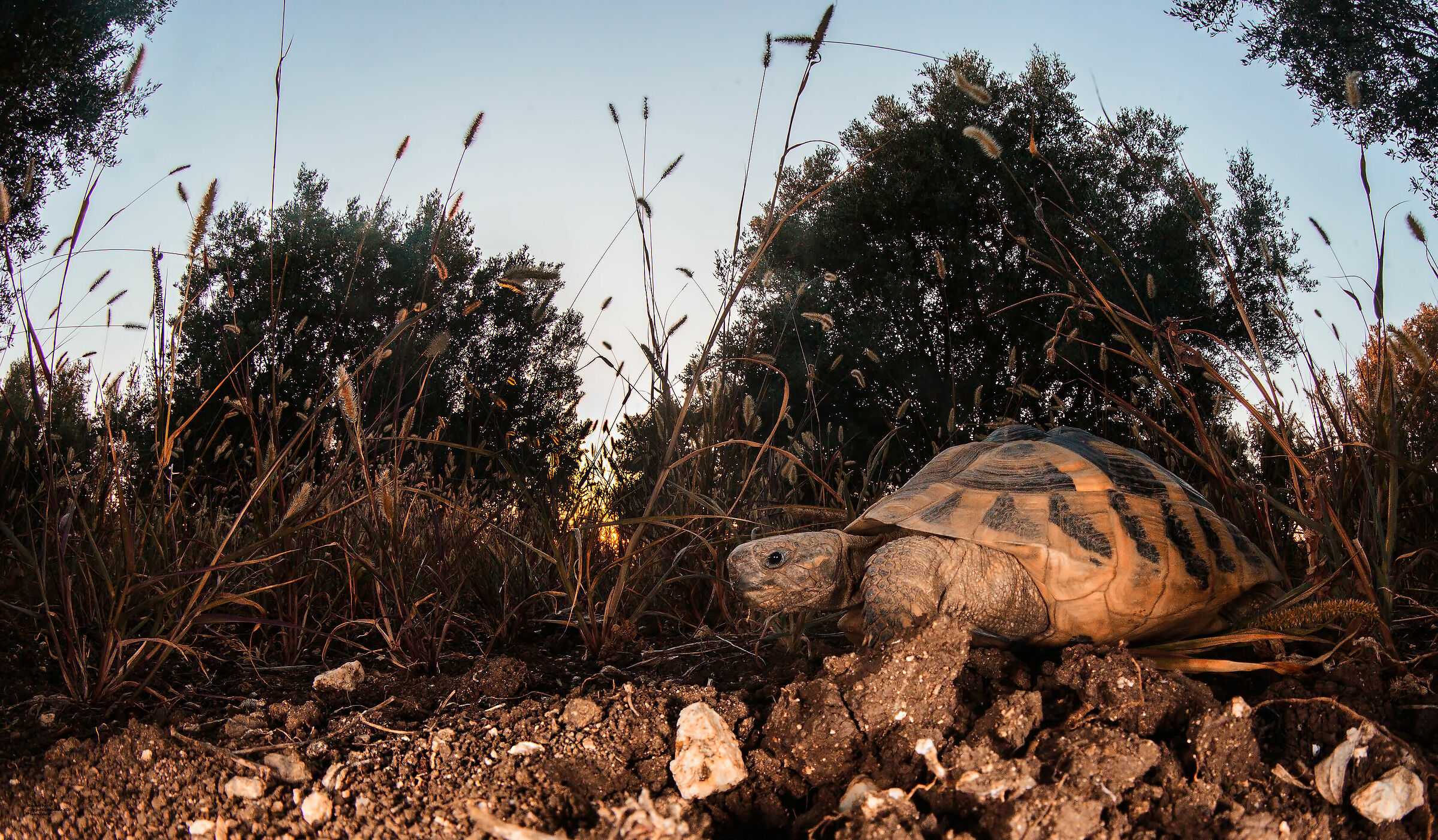 Testuggine di Hermann tramonto, 2019