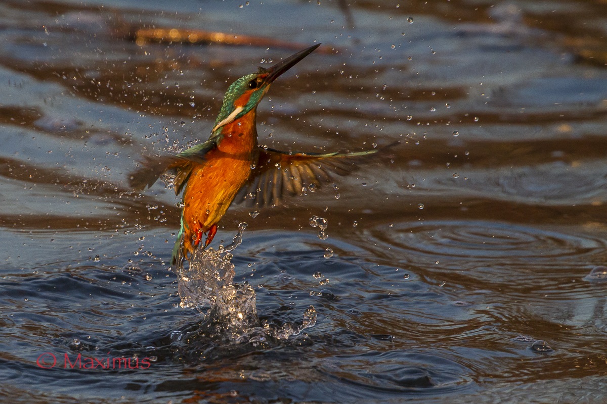 ... aereo da caccia o idrovolante ...