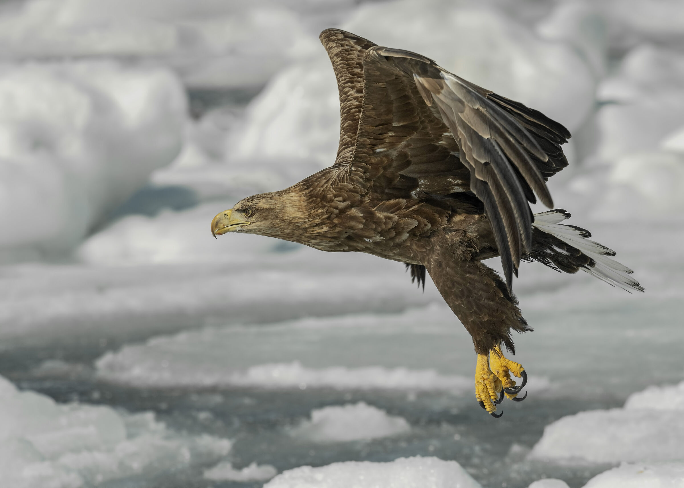 Aquila di mare coda bianca