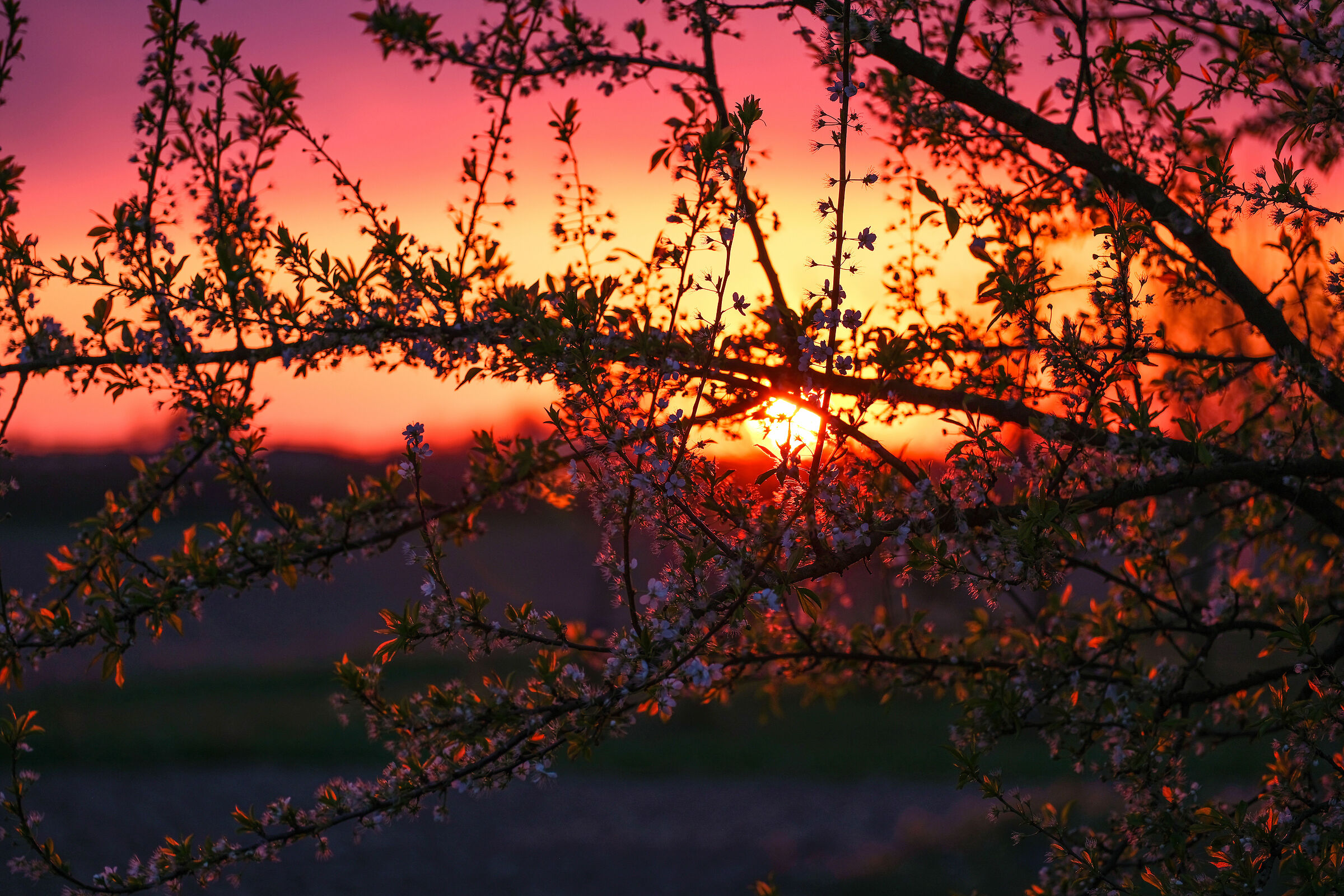 Tramonto primaverile