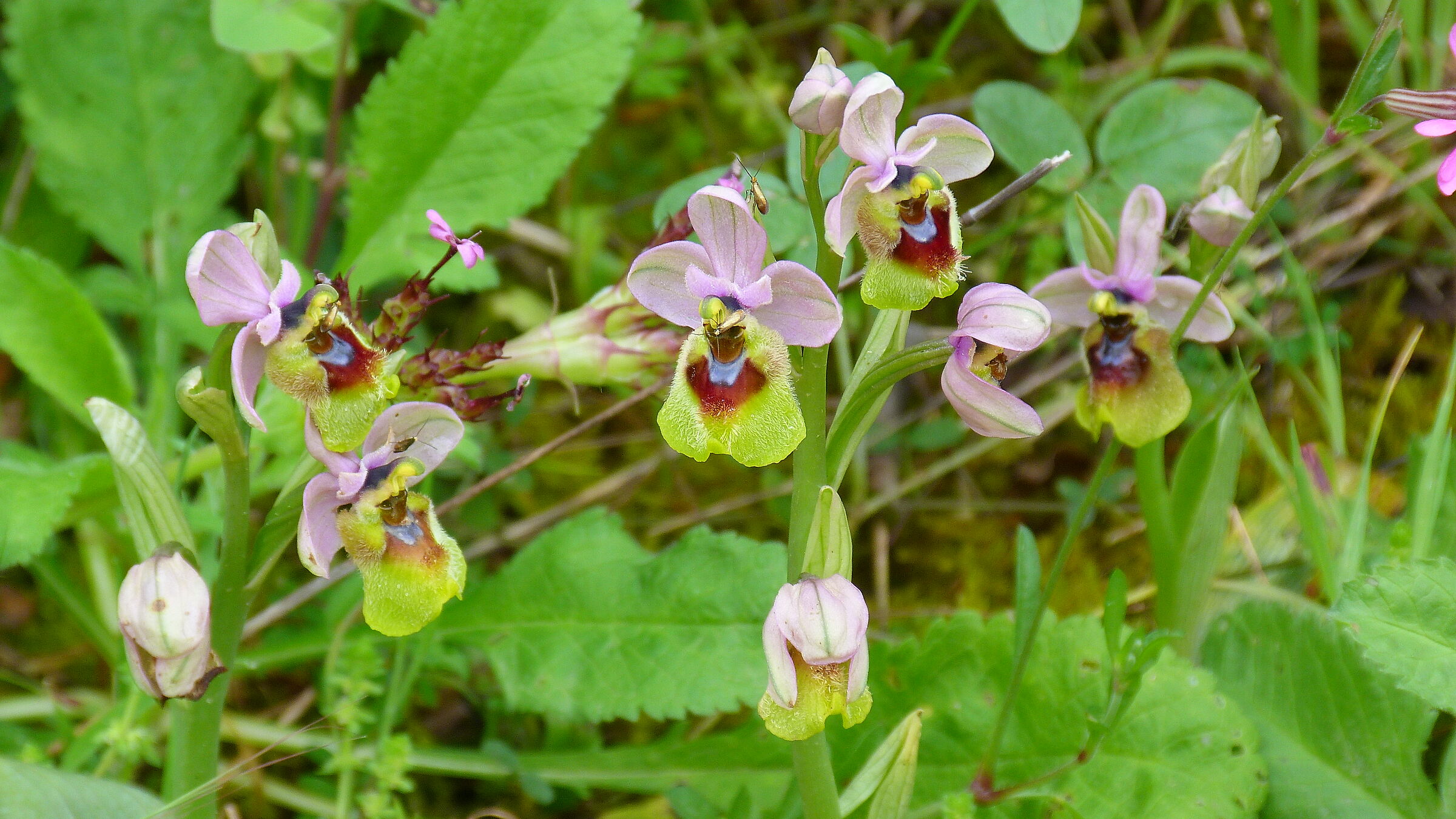 Ophrys tenthredinifera - colonia