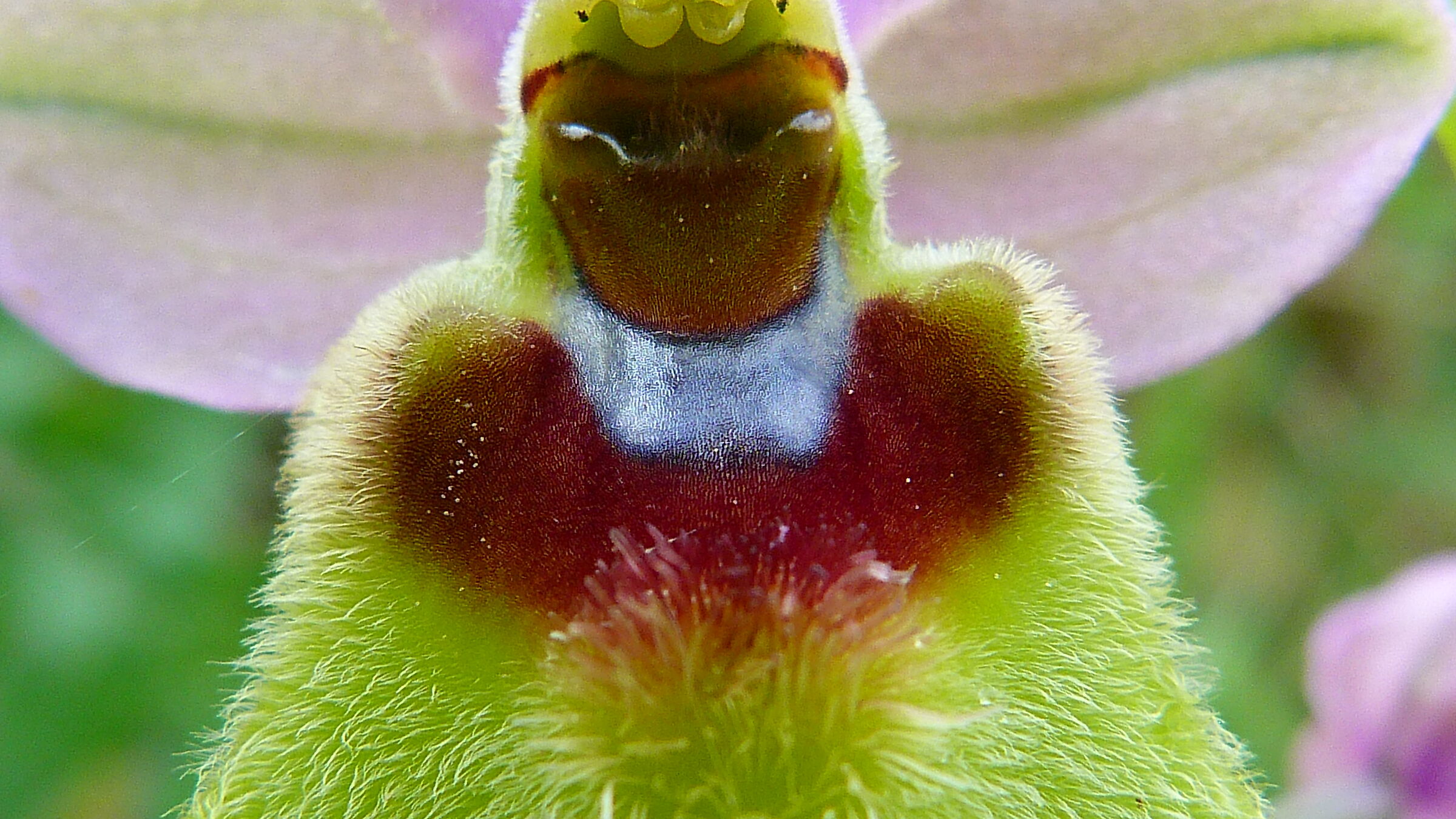 Ophrys tenthredinifera - particolare