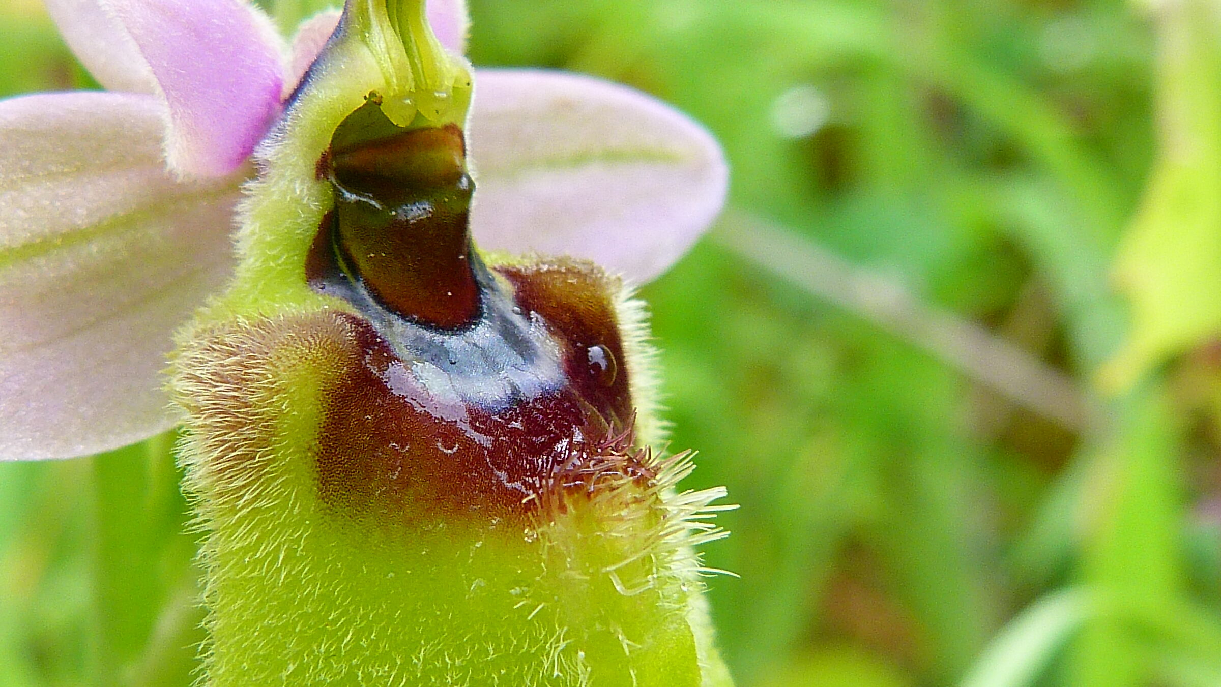 Ophrys tenthredinifera -particolare