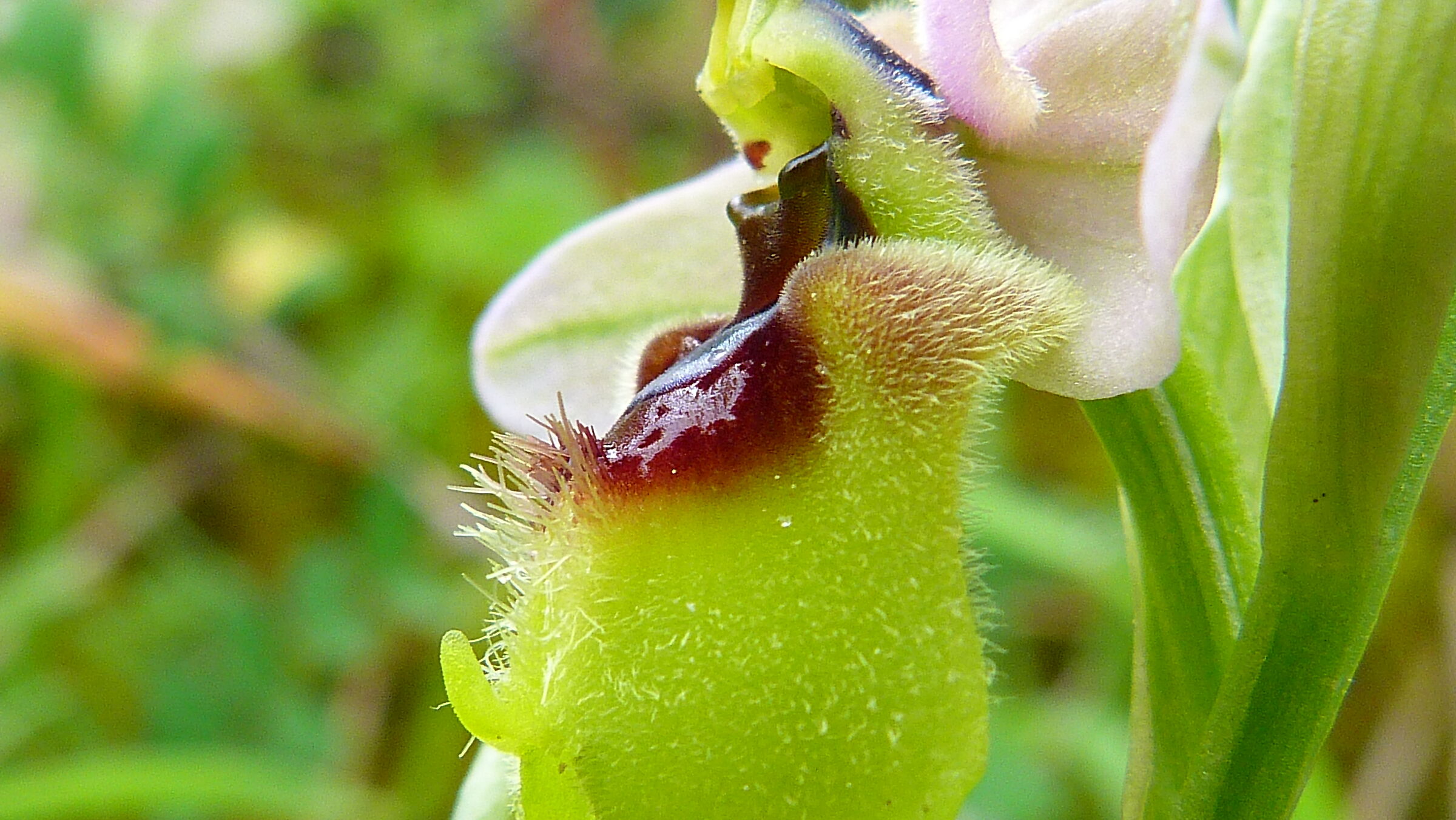 Ophrys tenthredinifera -particolare