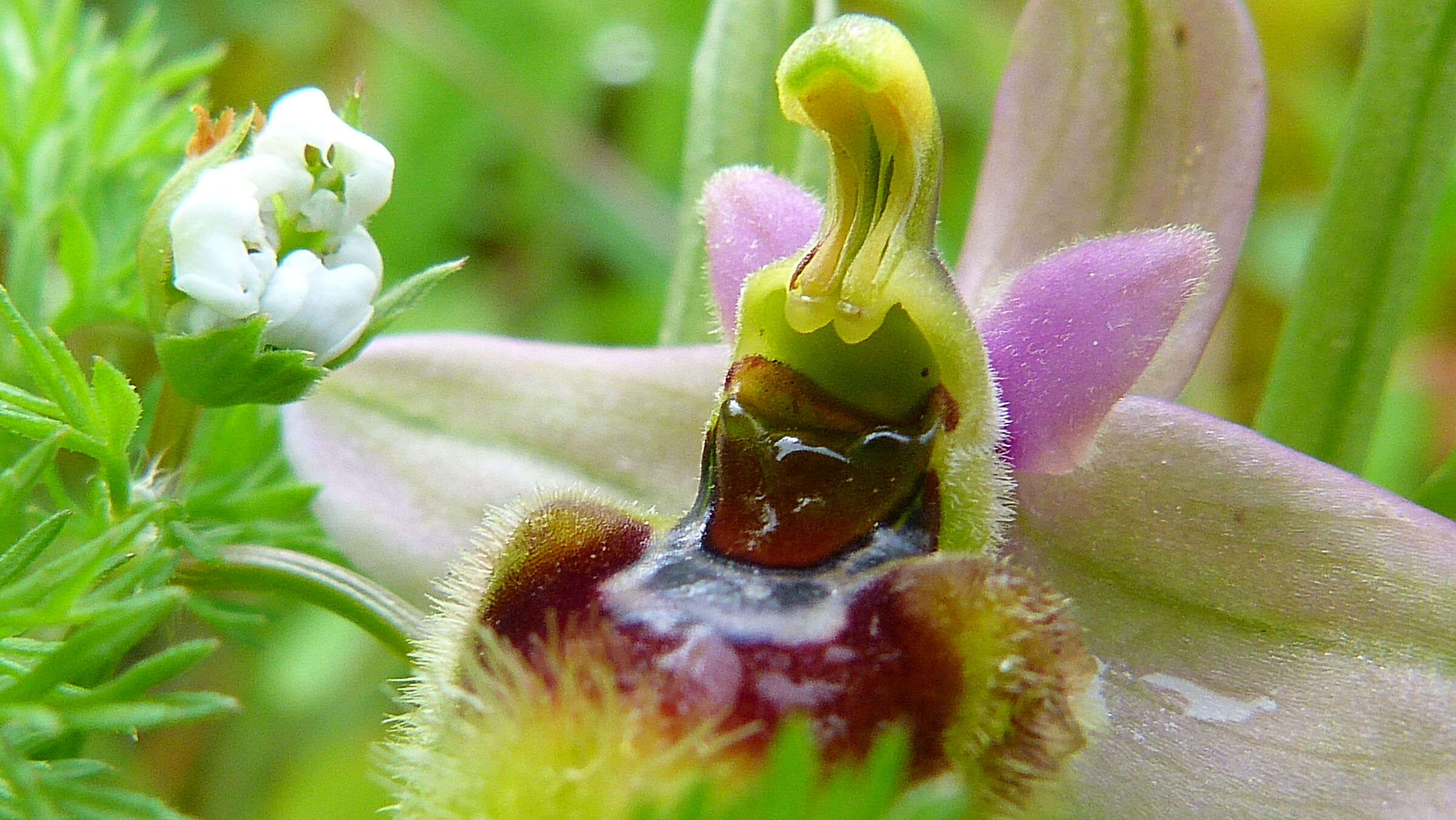 Ophrys tenthredinifera -particolare