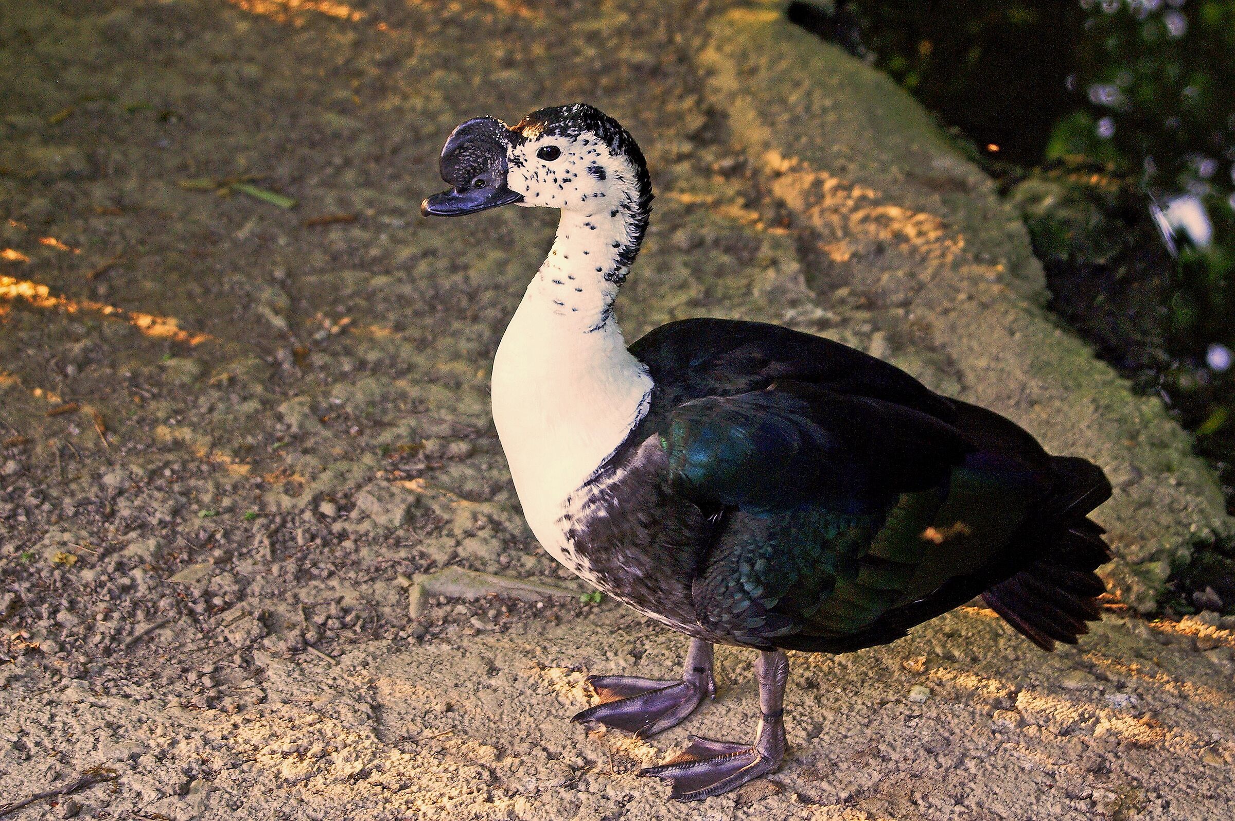 Anatra bernoccoluta (Sarkidiornis melanotos)