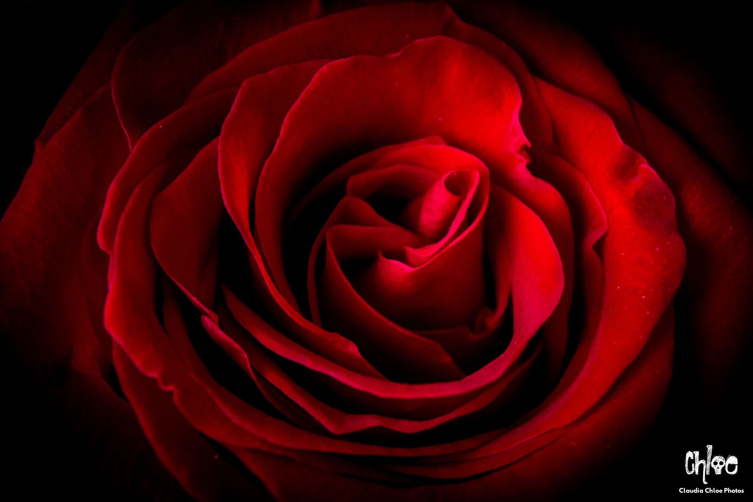 A Rose Is Still A Rose.