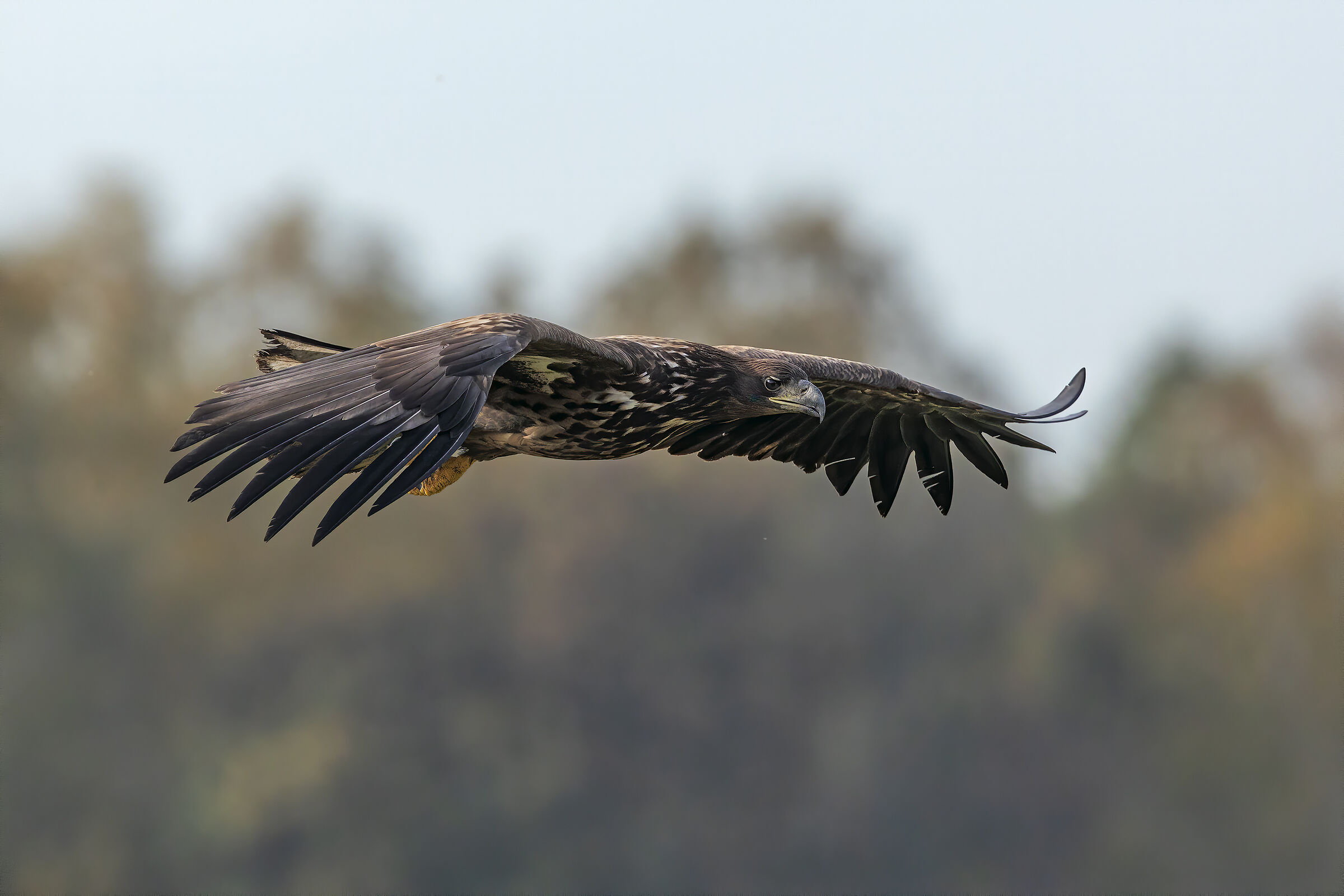 Aquila di mare subadulta