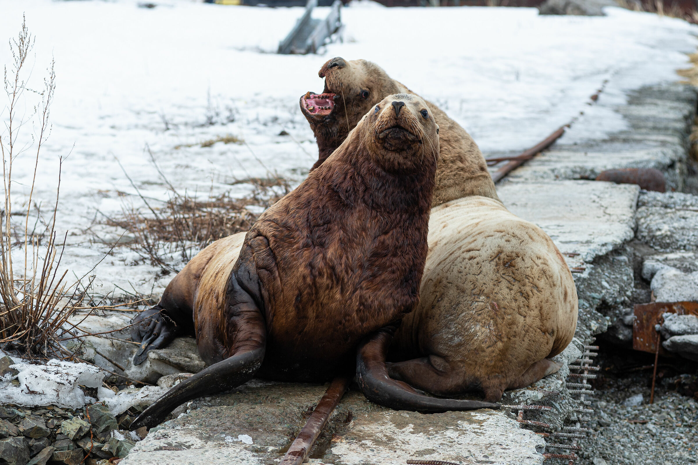 Leone marino di Steller