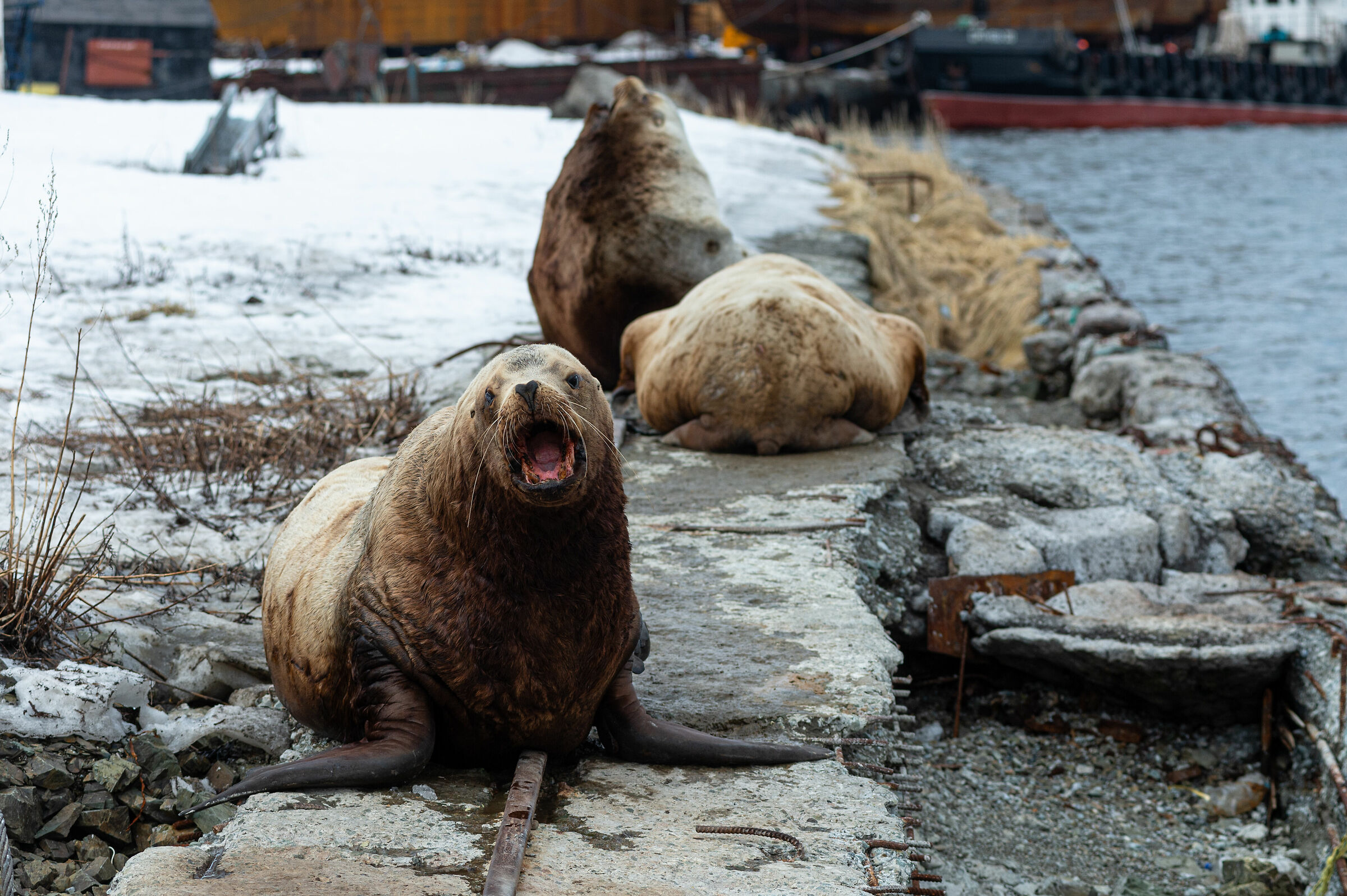 Leone marino di Steller