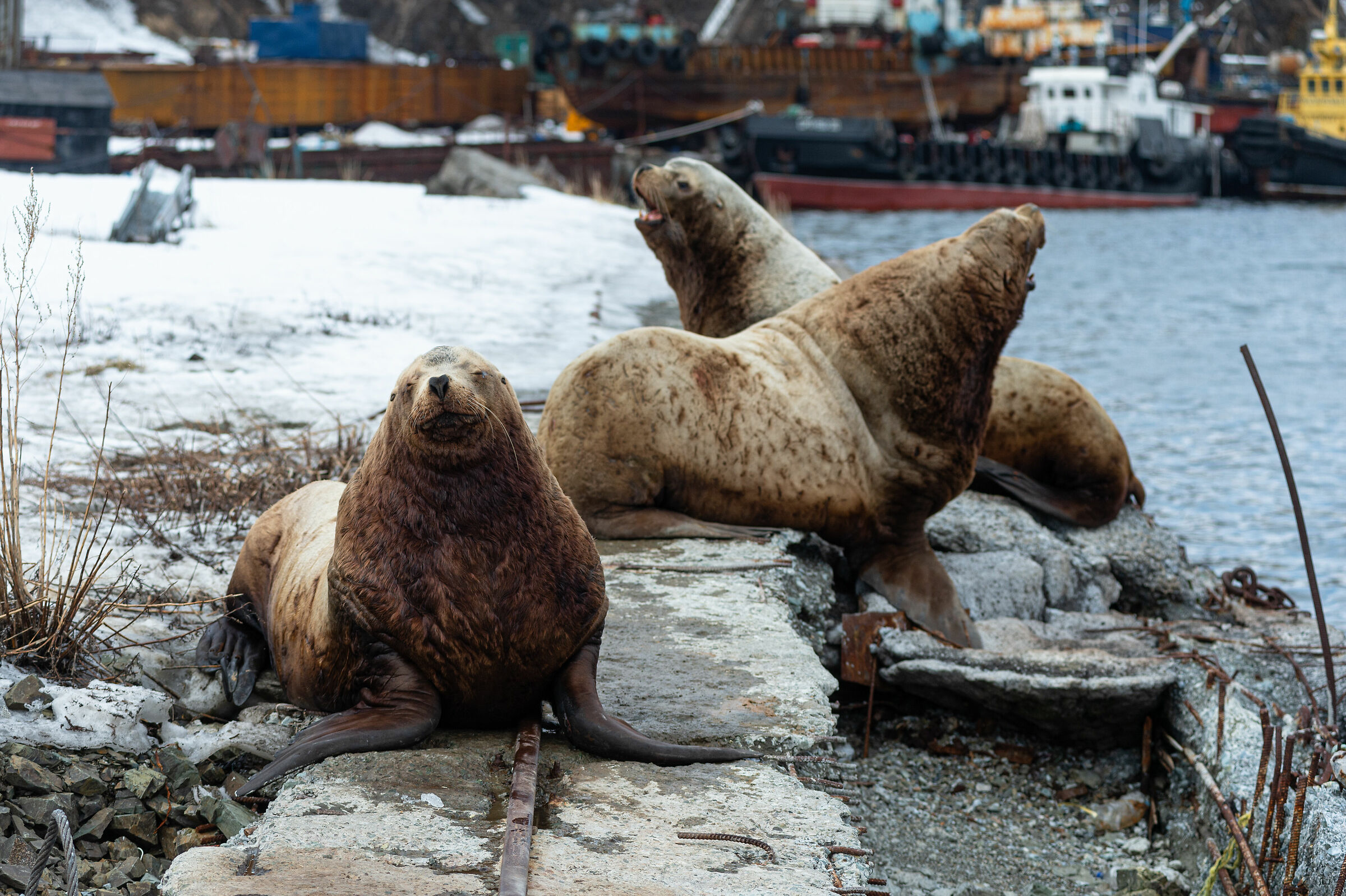 Leone marino di Steller