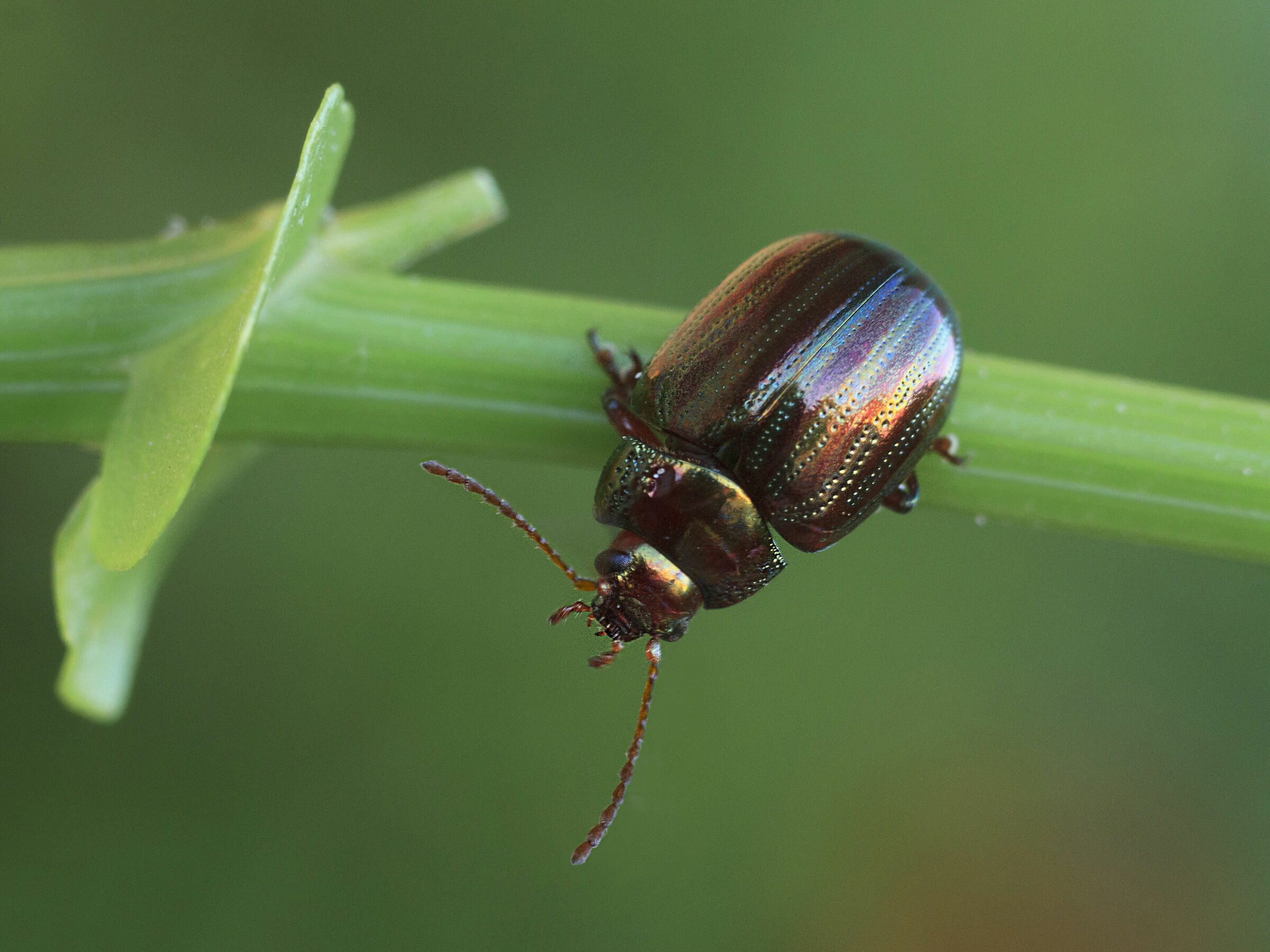 chrisolina americana