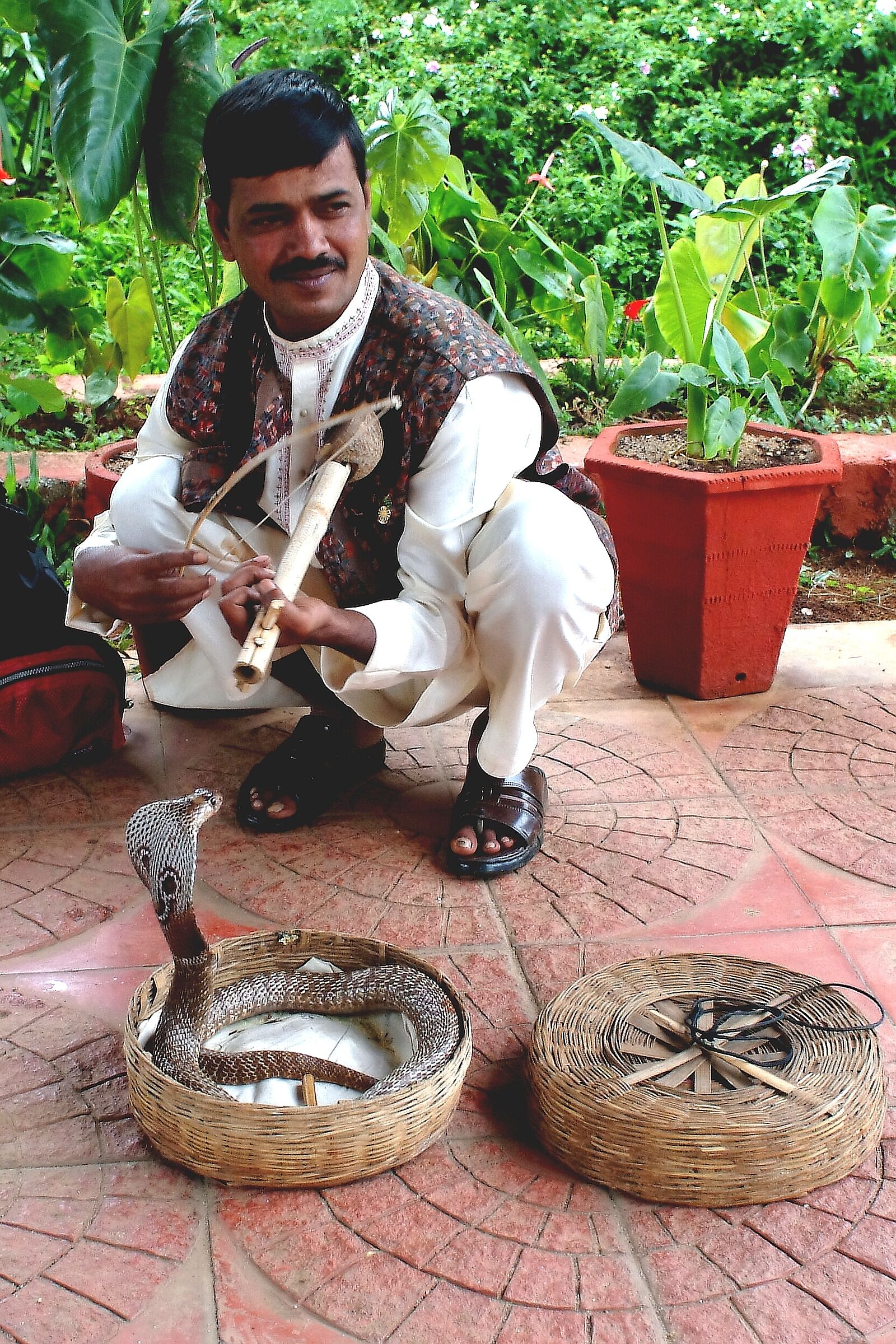 Cobra dagli occhiali, India