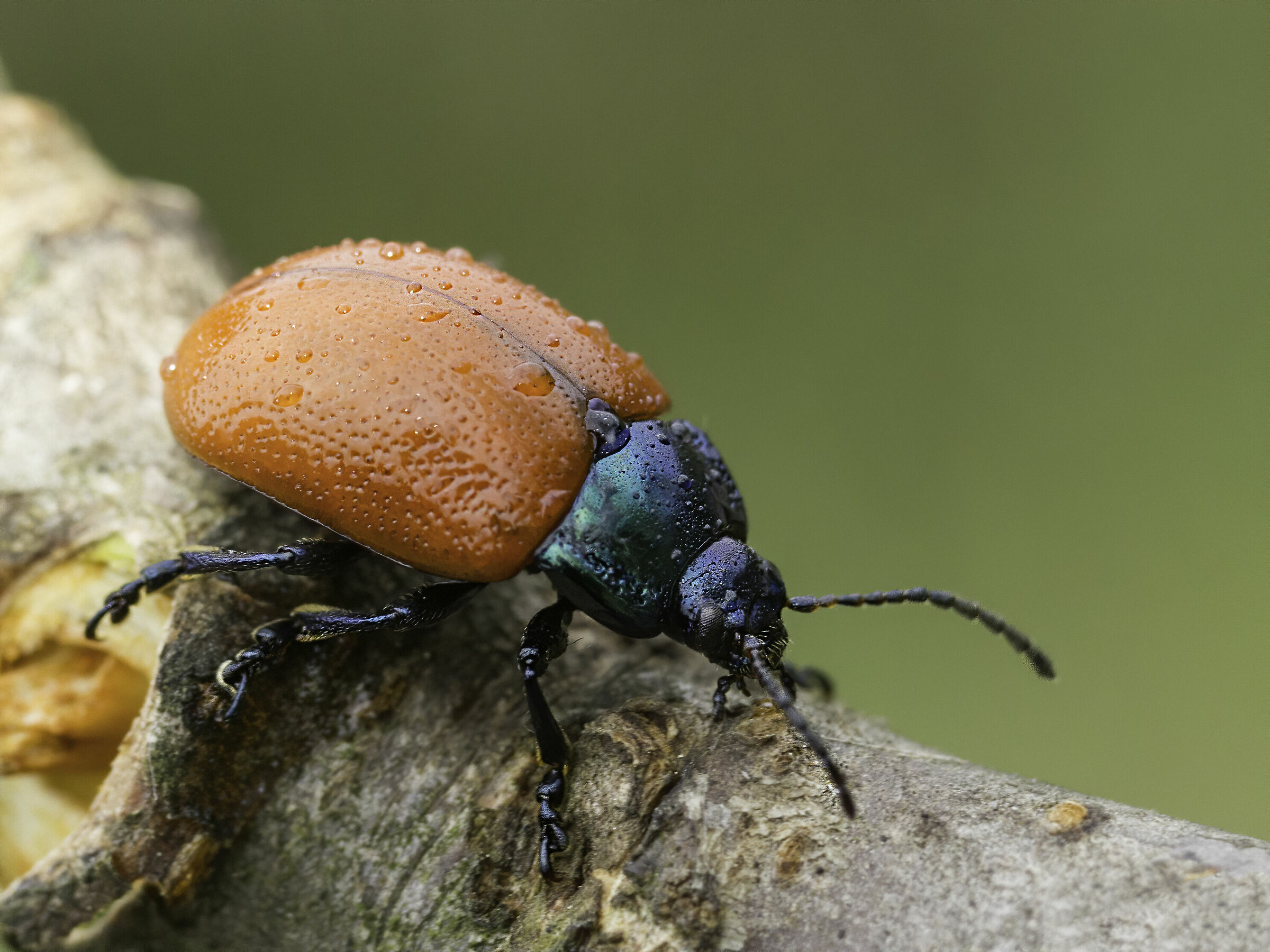 chrysolina grossa