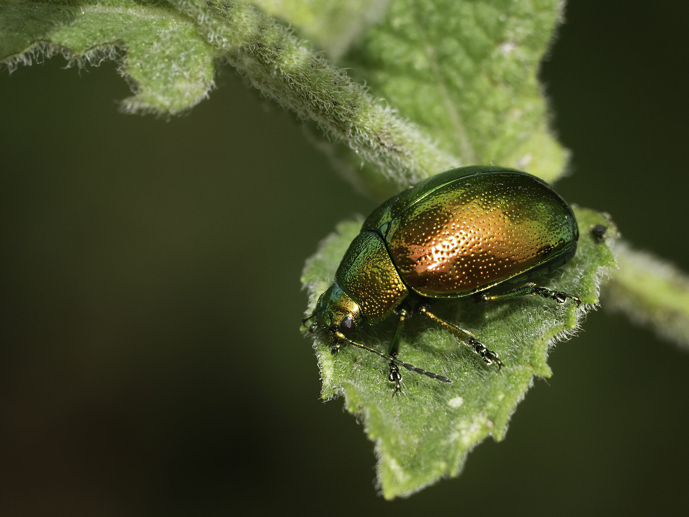 chrysolina herbacea