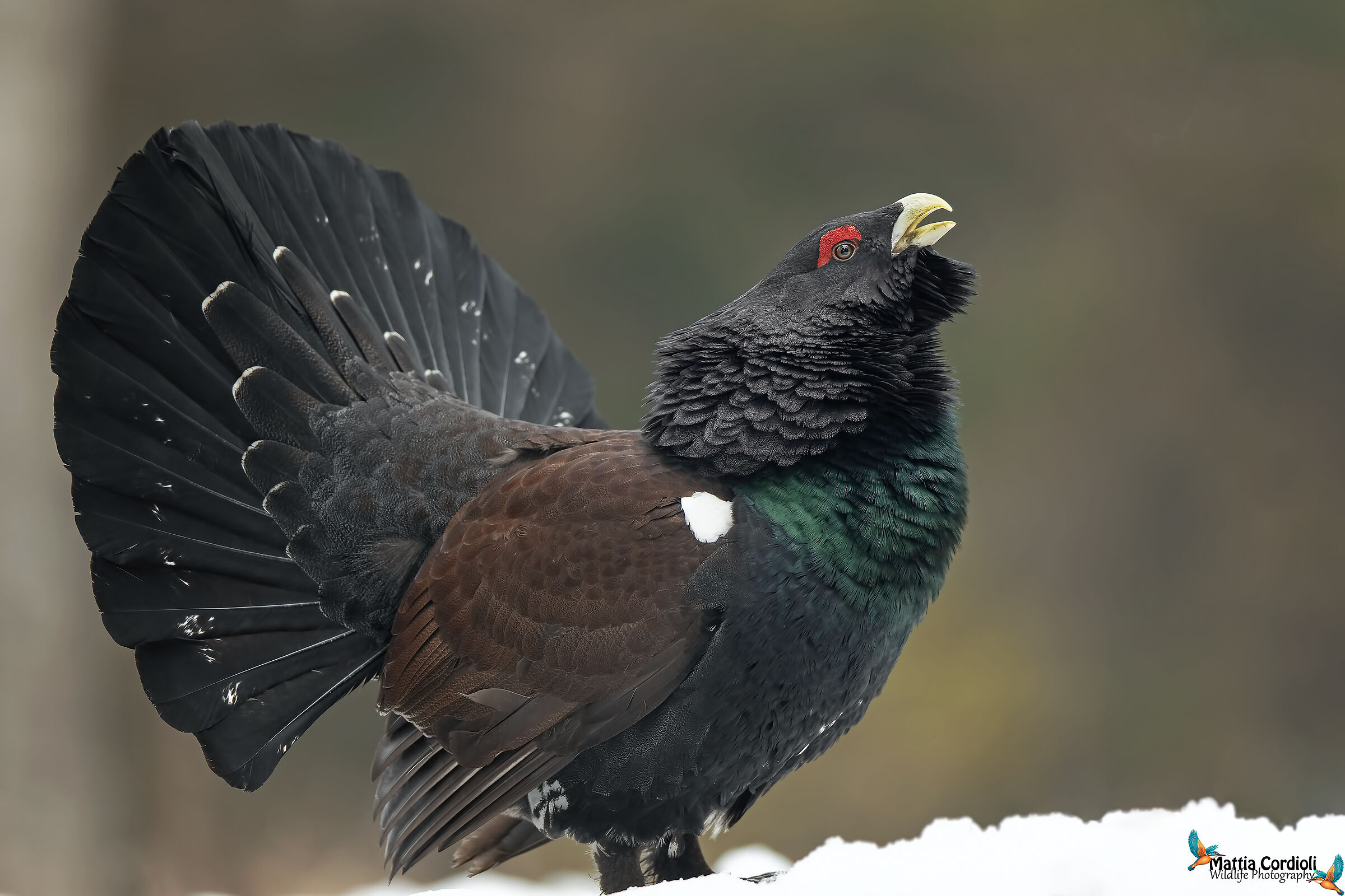 gallo cedrone