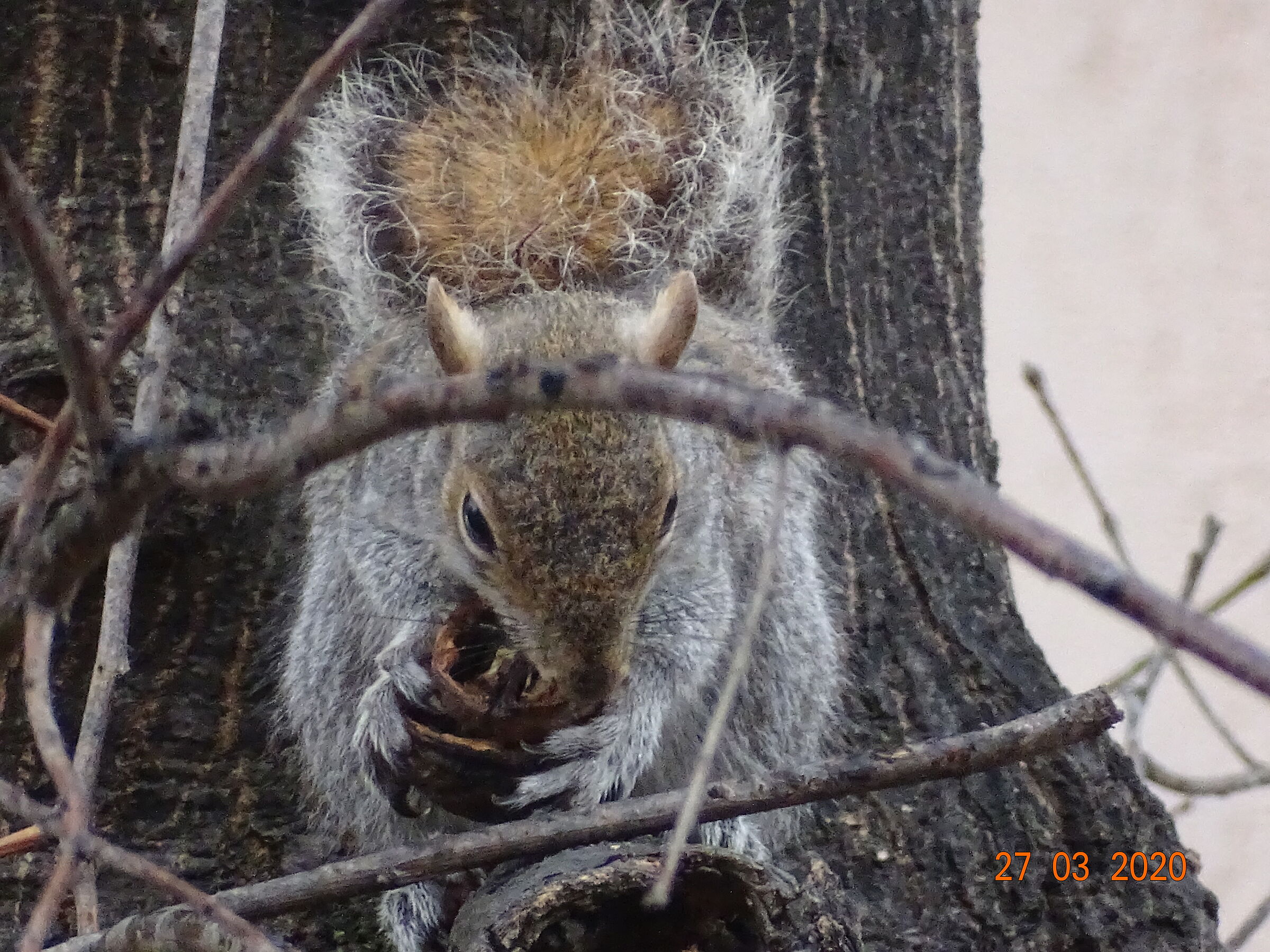 scoiattolo affamato2