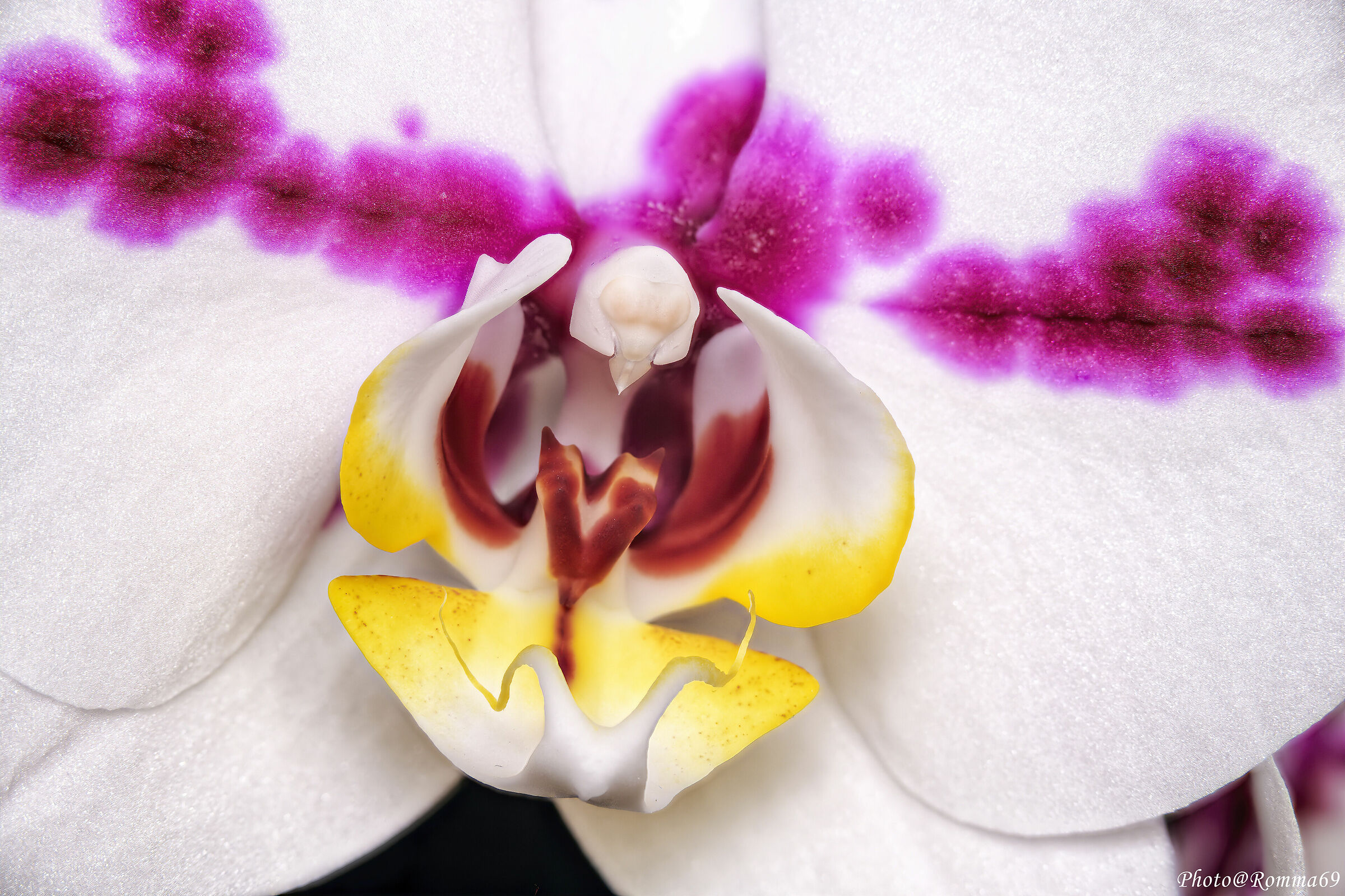 Phalaenopsis Maculata