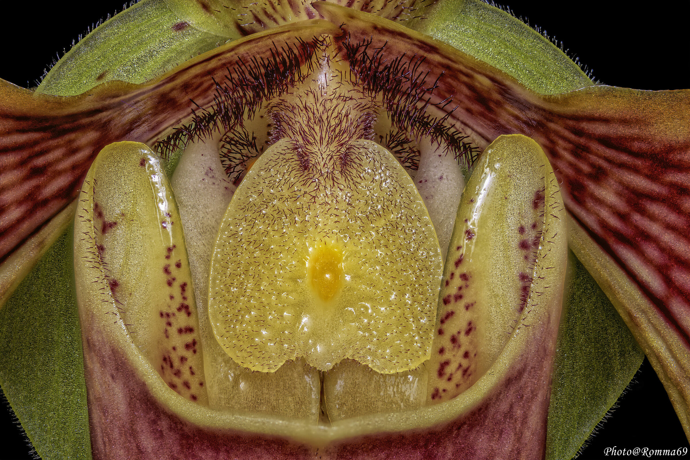 Paphiopedilum