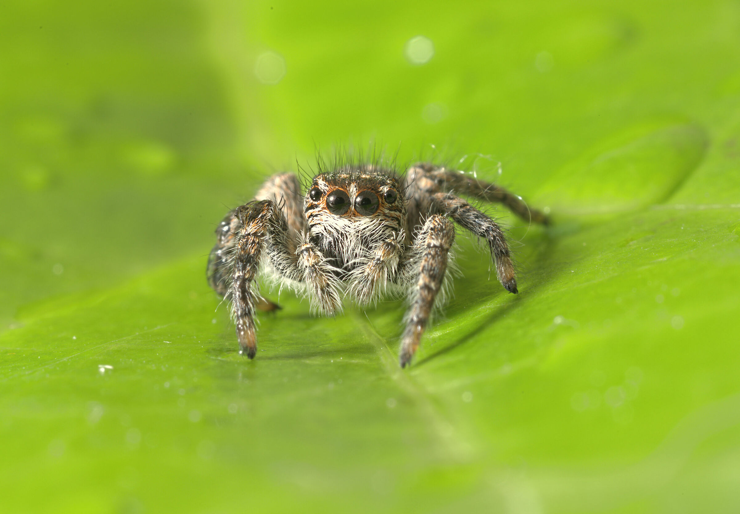 Salticidae