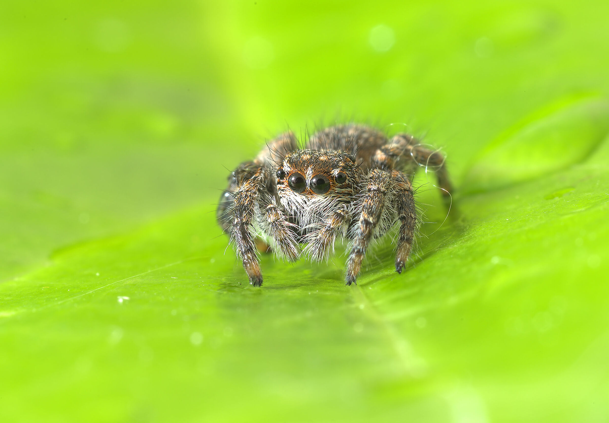 Salticidae