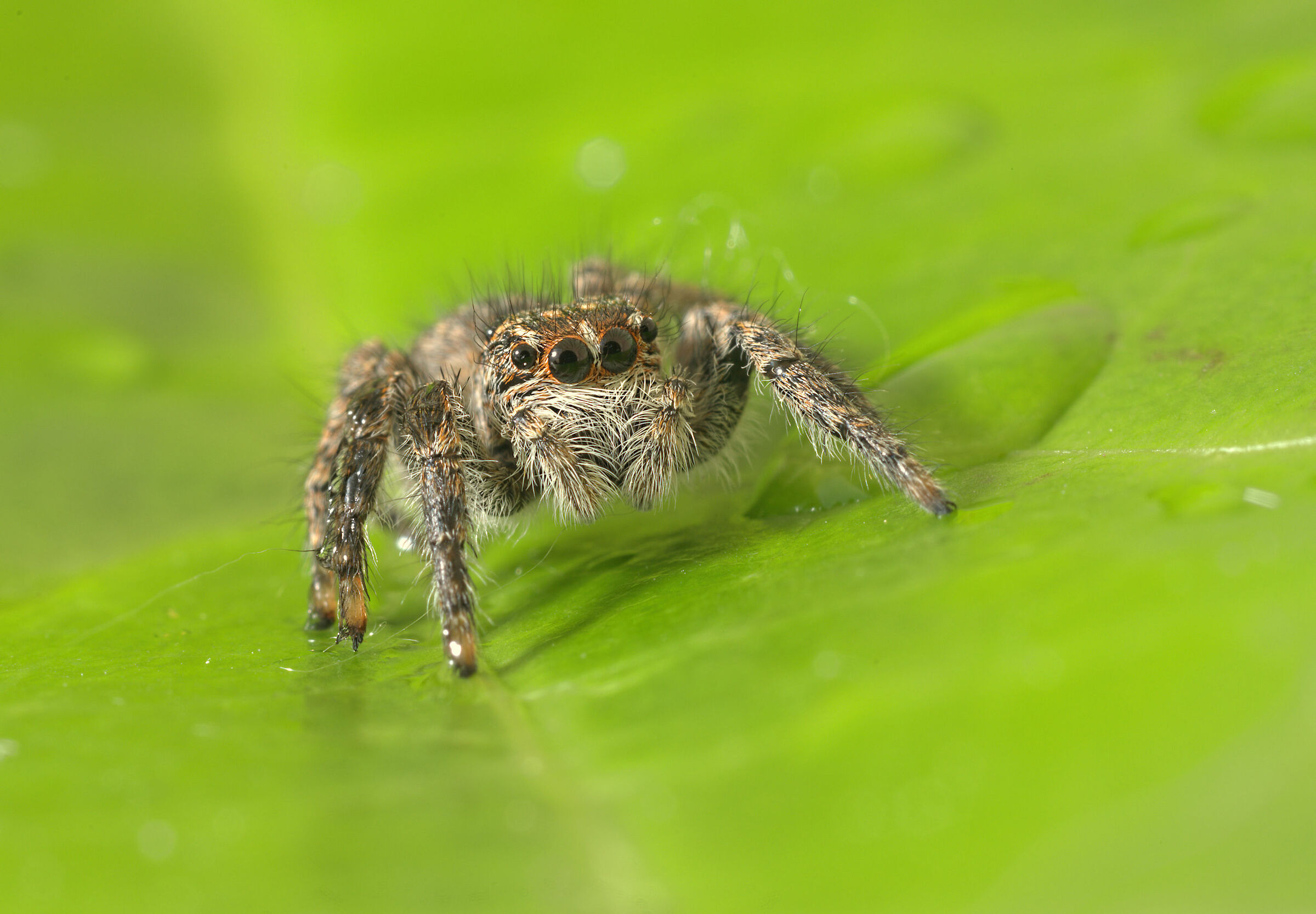Salticidae