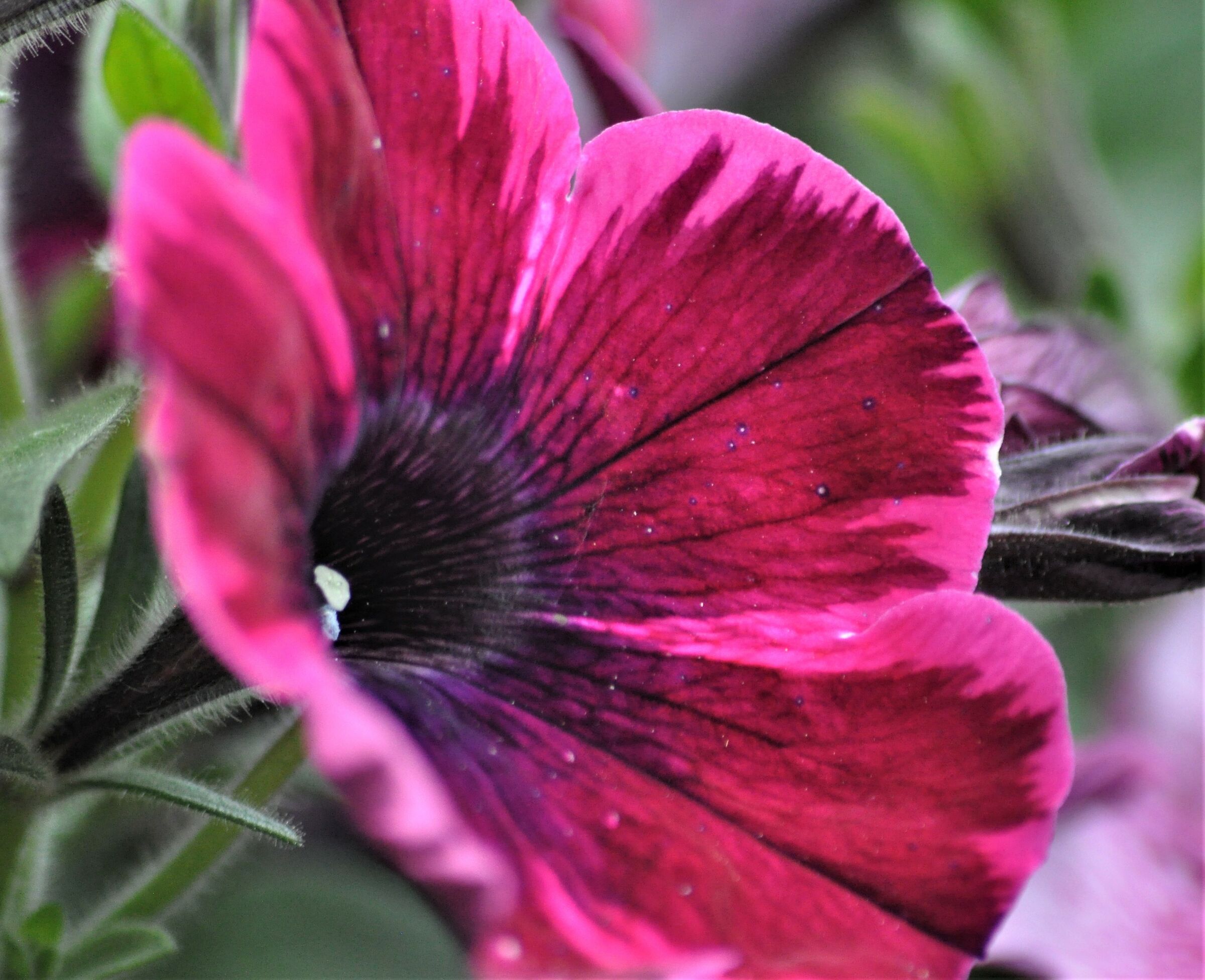 esplosione di colore