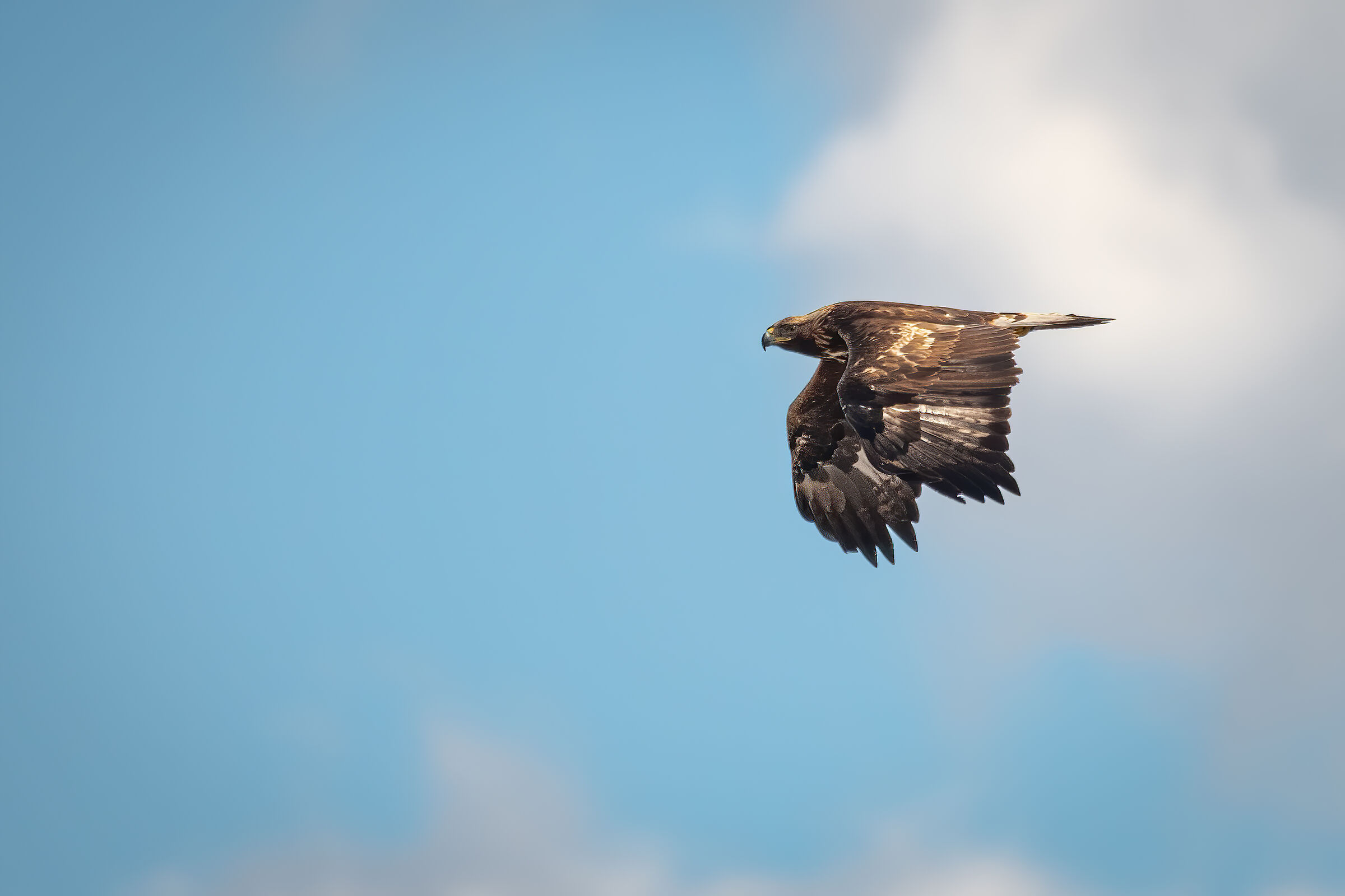 Speriamo non sia l'unica del 2020...Giovane Aquila