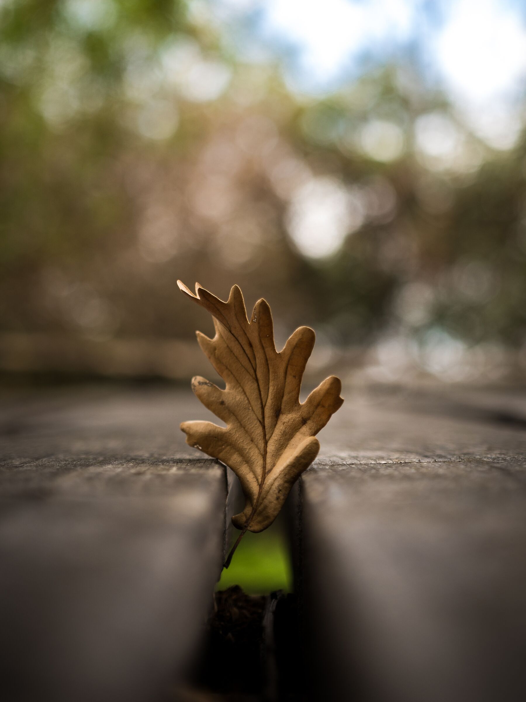 Leaf