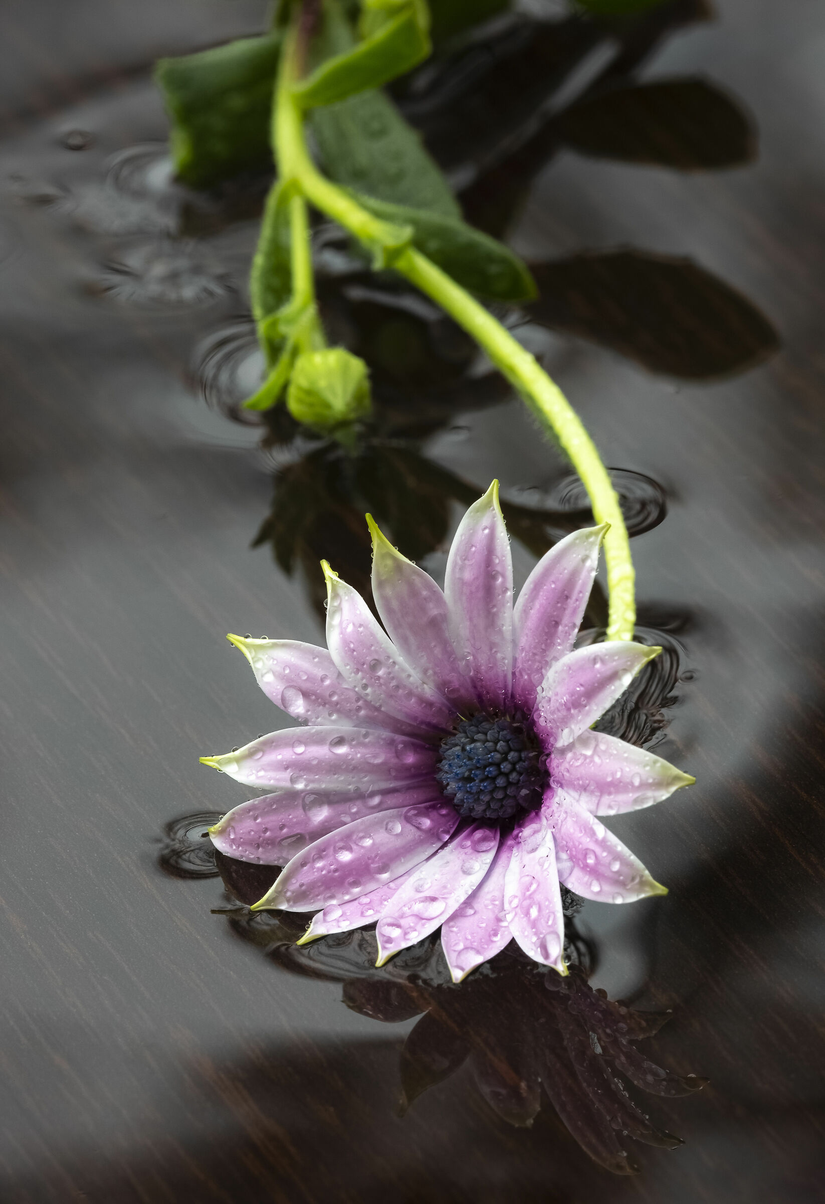 Quarantine and it's raining... OK, let's shoot