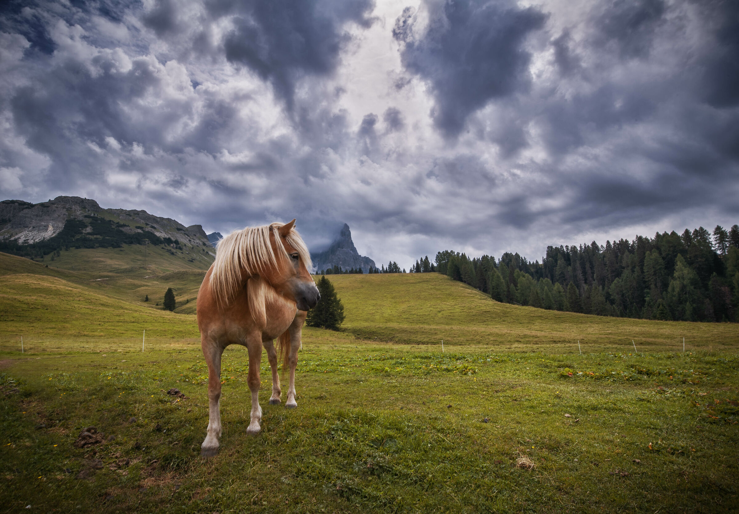 Un bellissimo cavallo