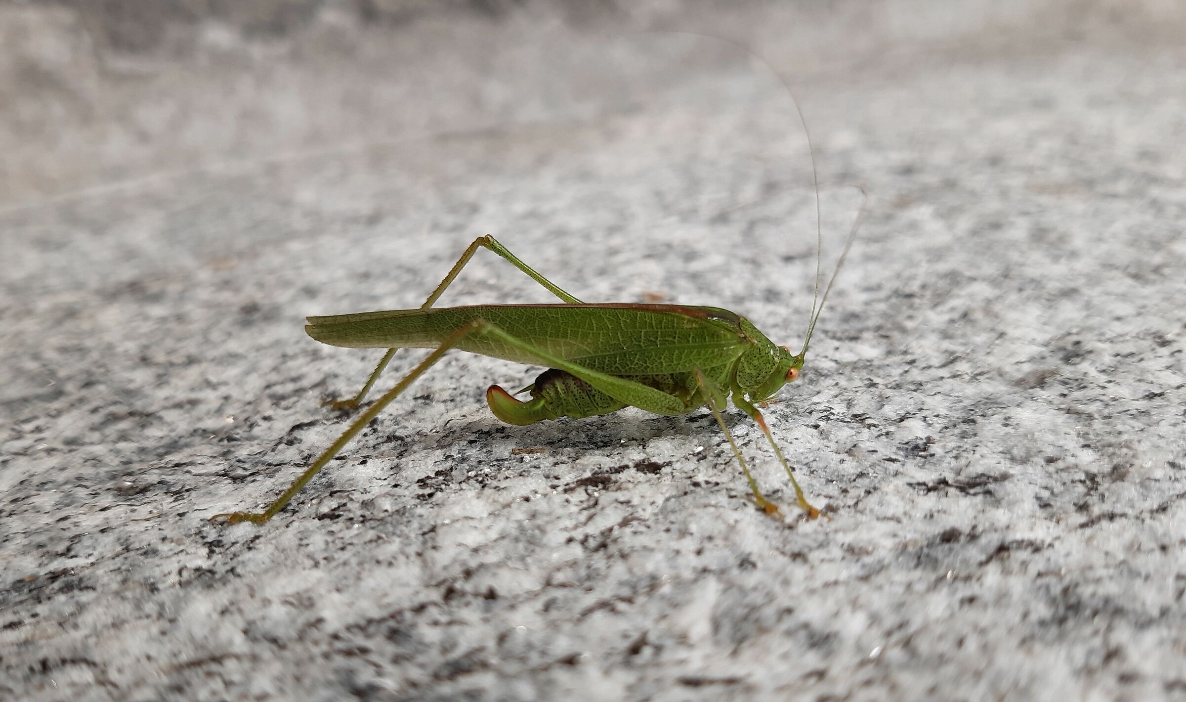 Grasshopper