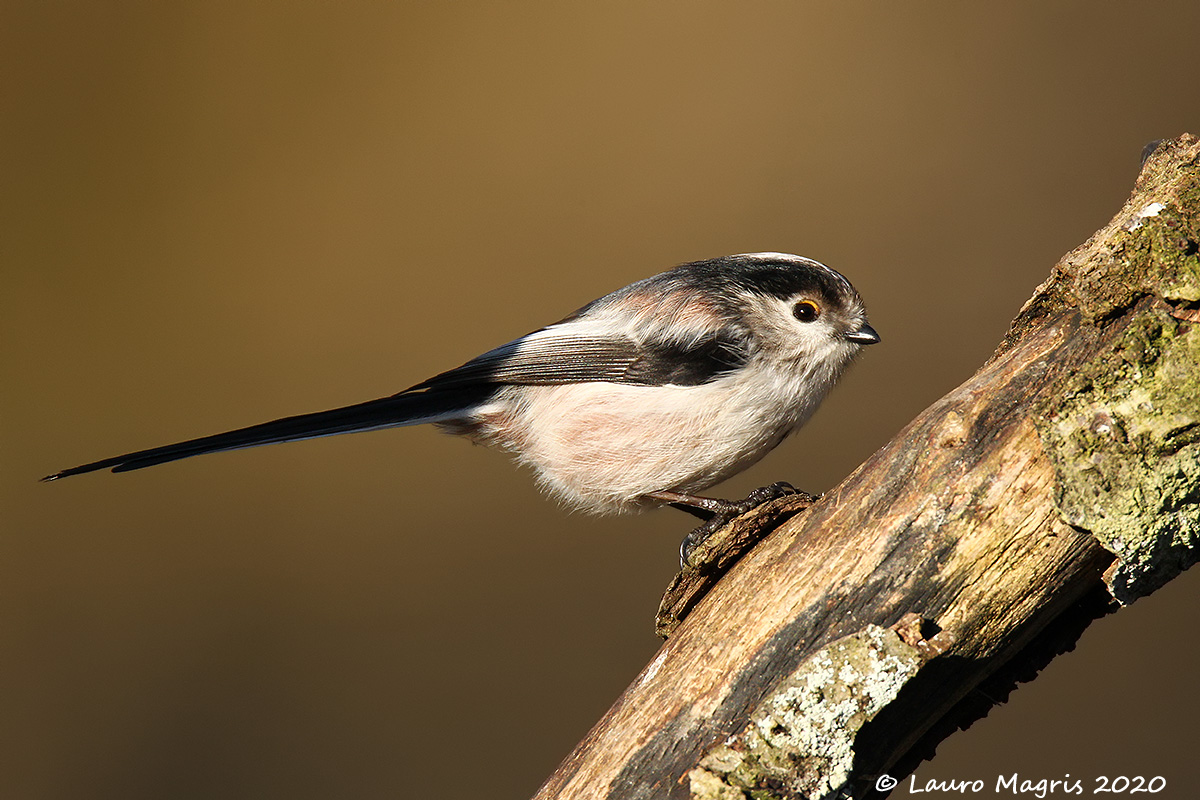 Under the healthy sun's rays