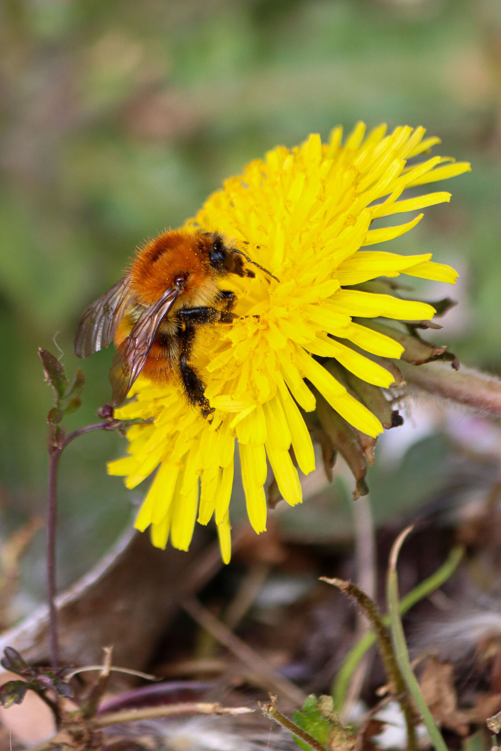 Pollination two revenge