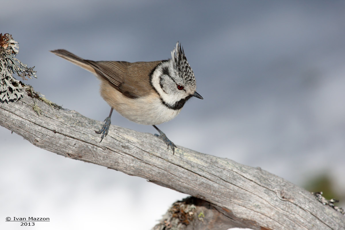 Crested Tit (Lophophanes cristatus)