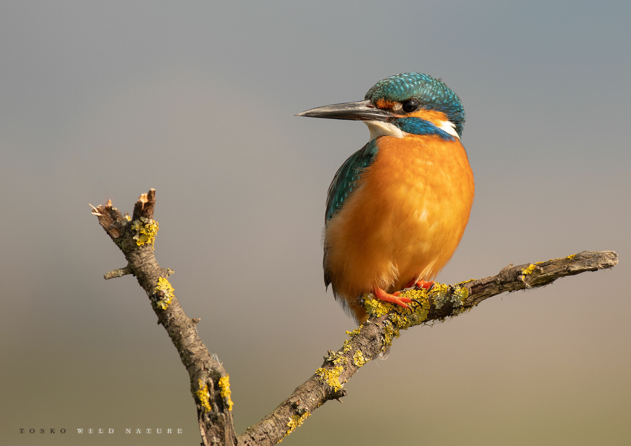 Martin pescatore maschio (Alcedo Atthis)
