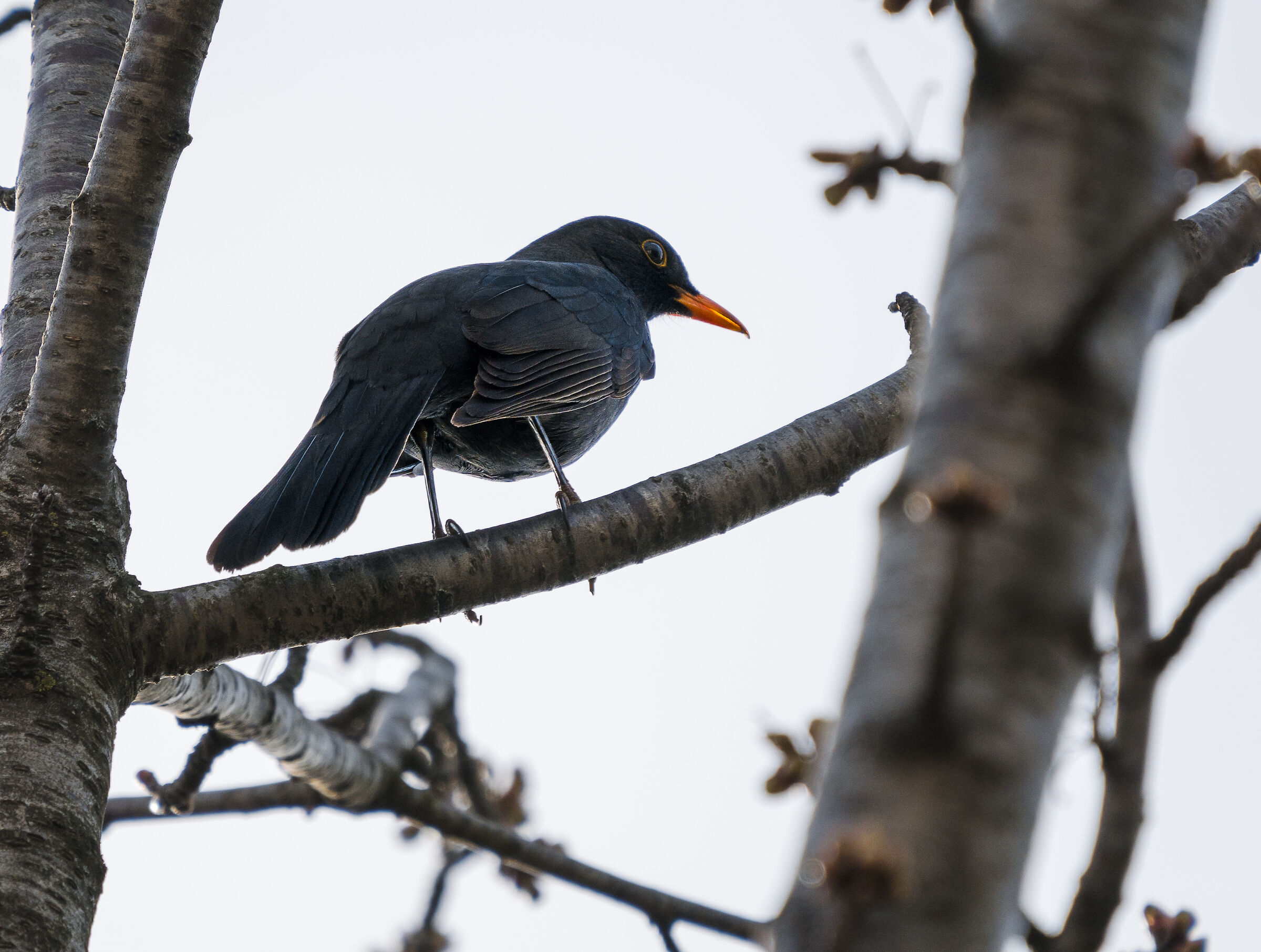 Haughty blackbird